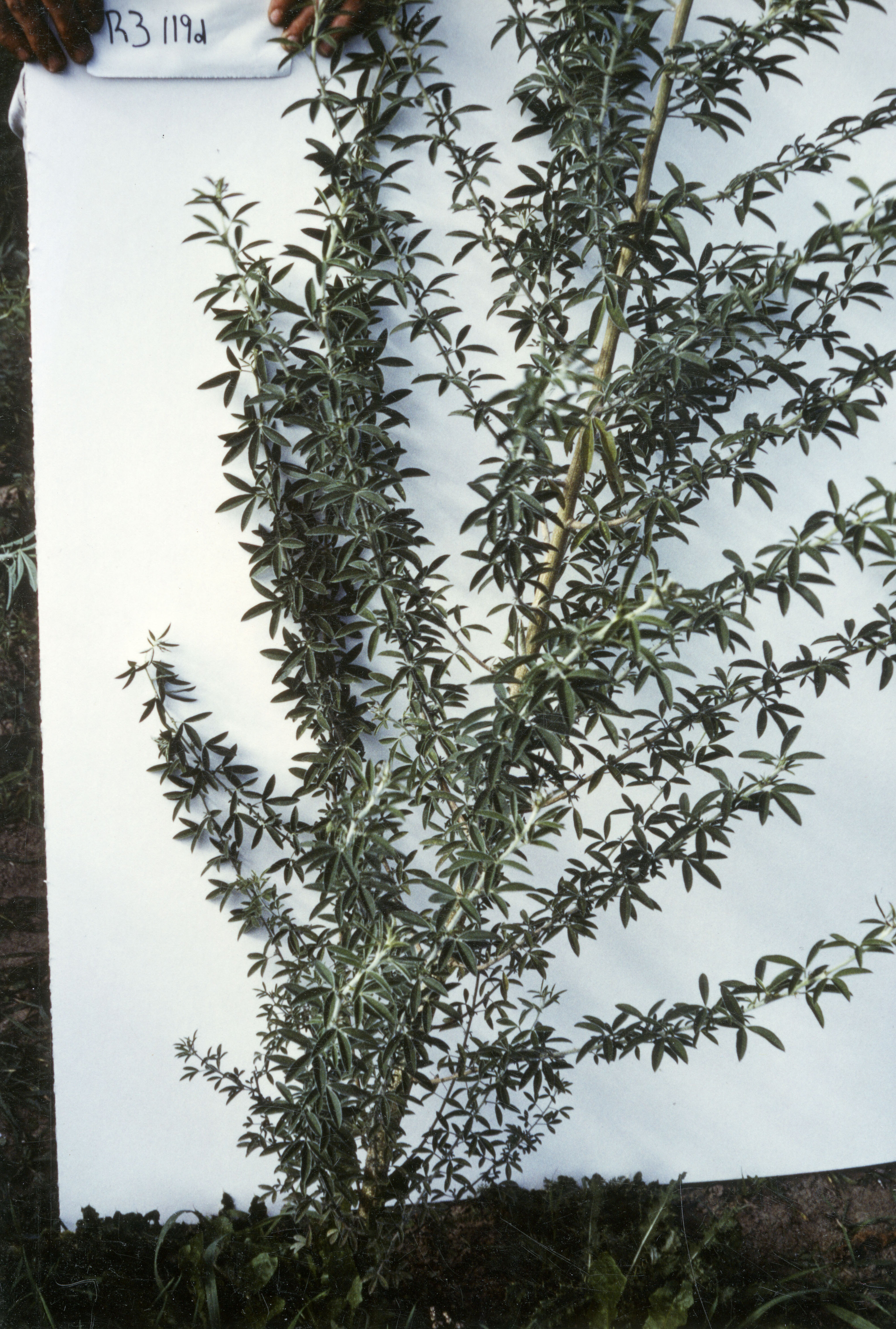 Horticulture Research Images 84