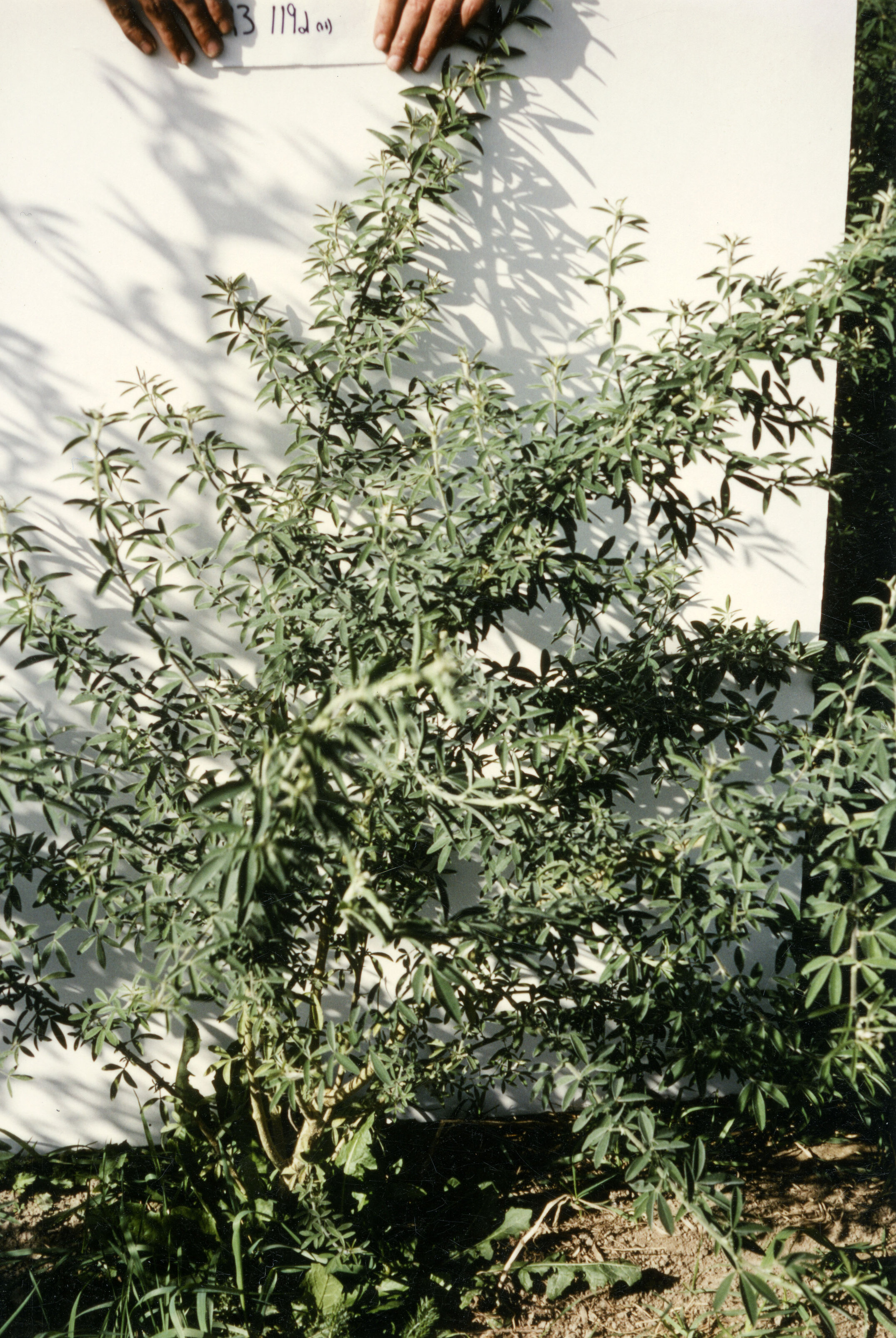 Horticulture Research Images 85