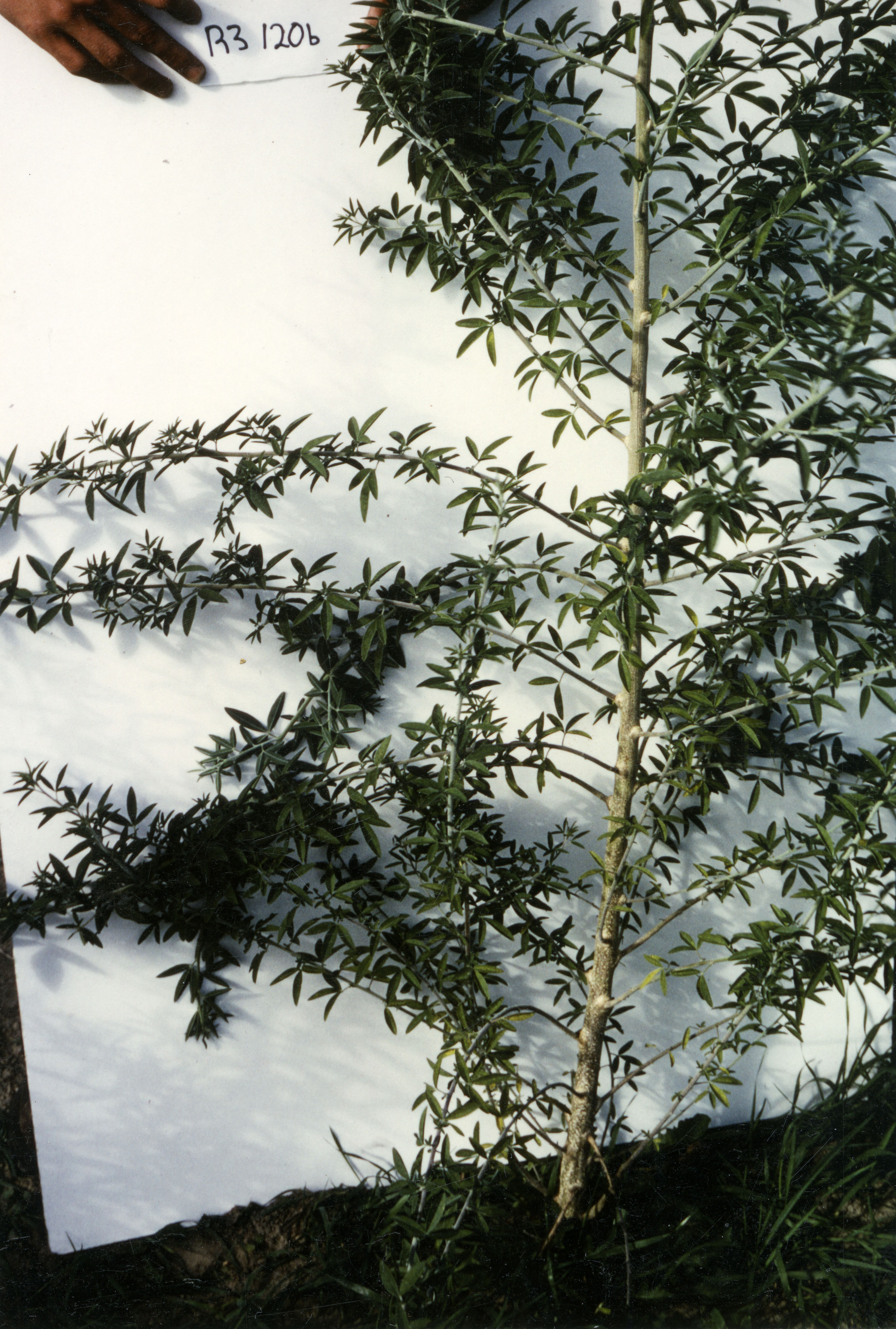 Horticulture Research Images 86