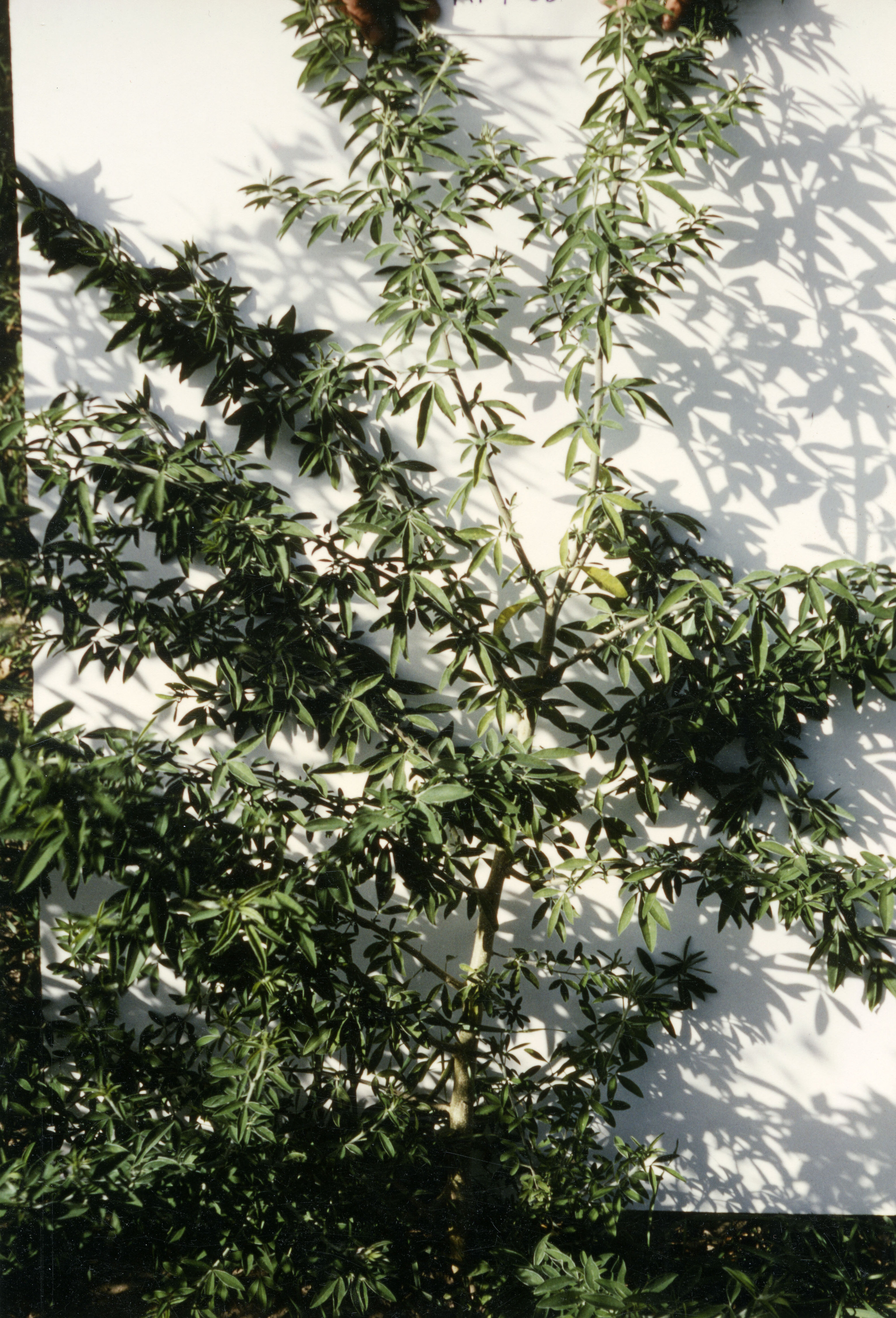 Horticulture Research Images 88