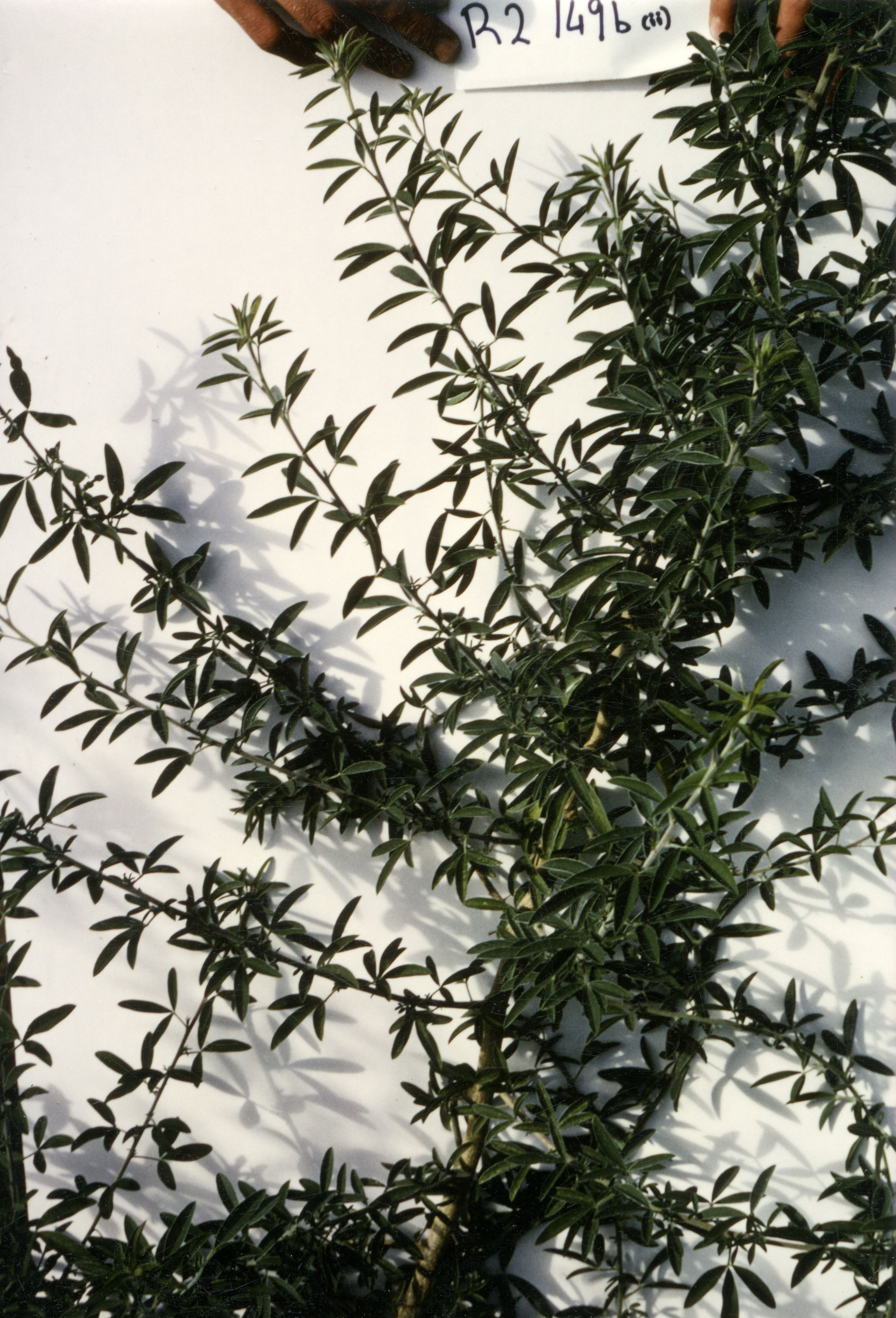 Horticulture Research Images 89