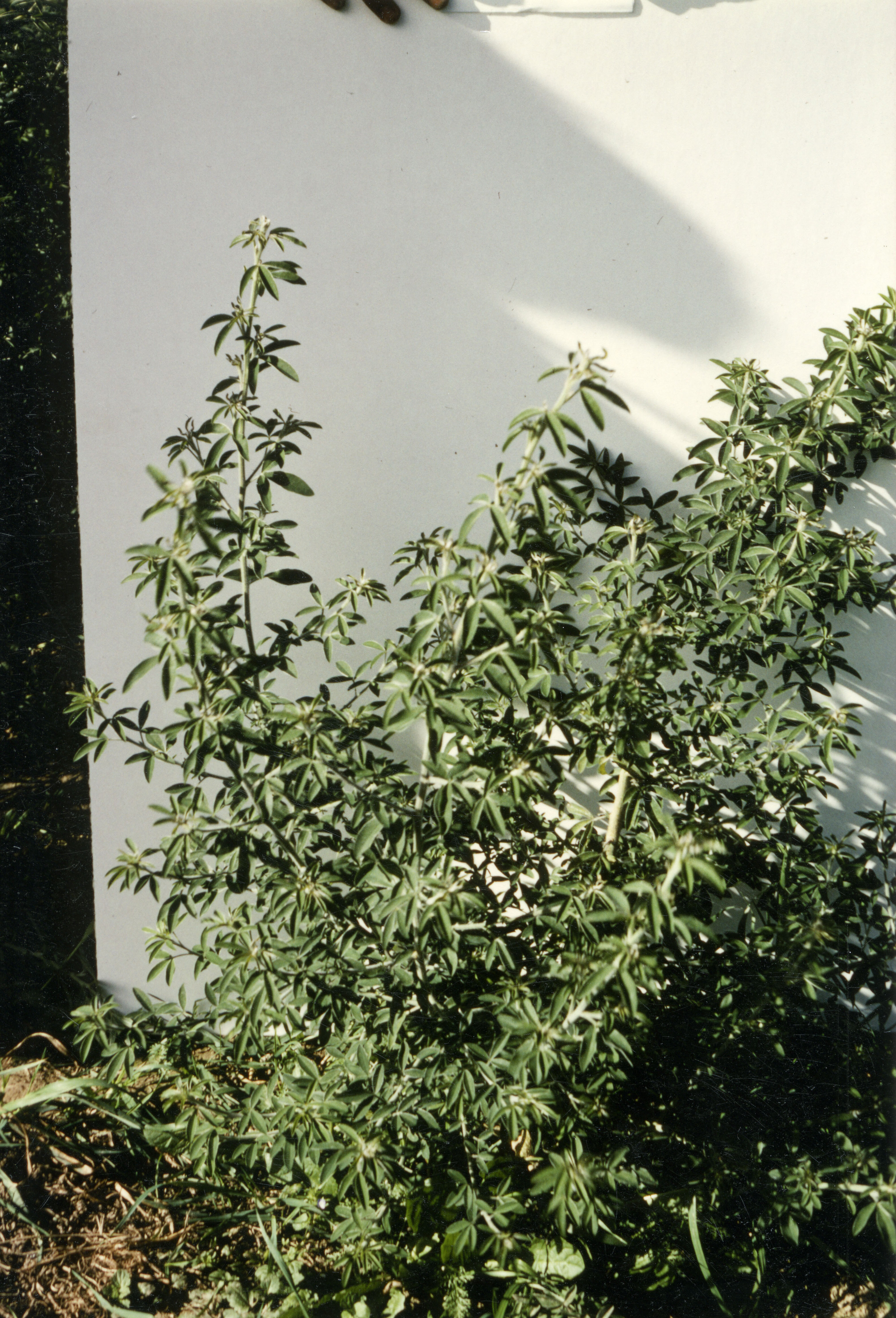 Horticulture Research Images 92