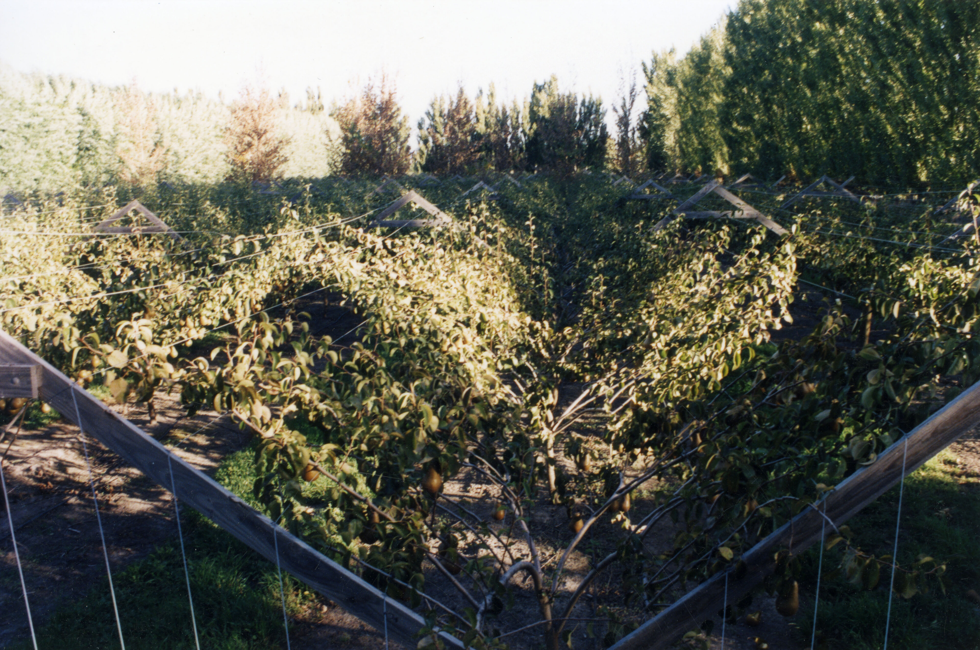 Horticulture Research Images 94 