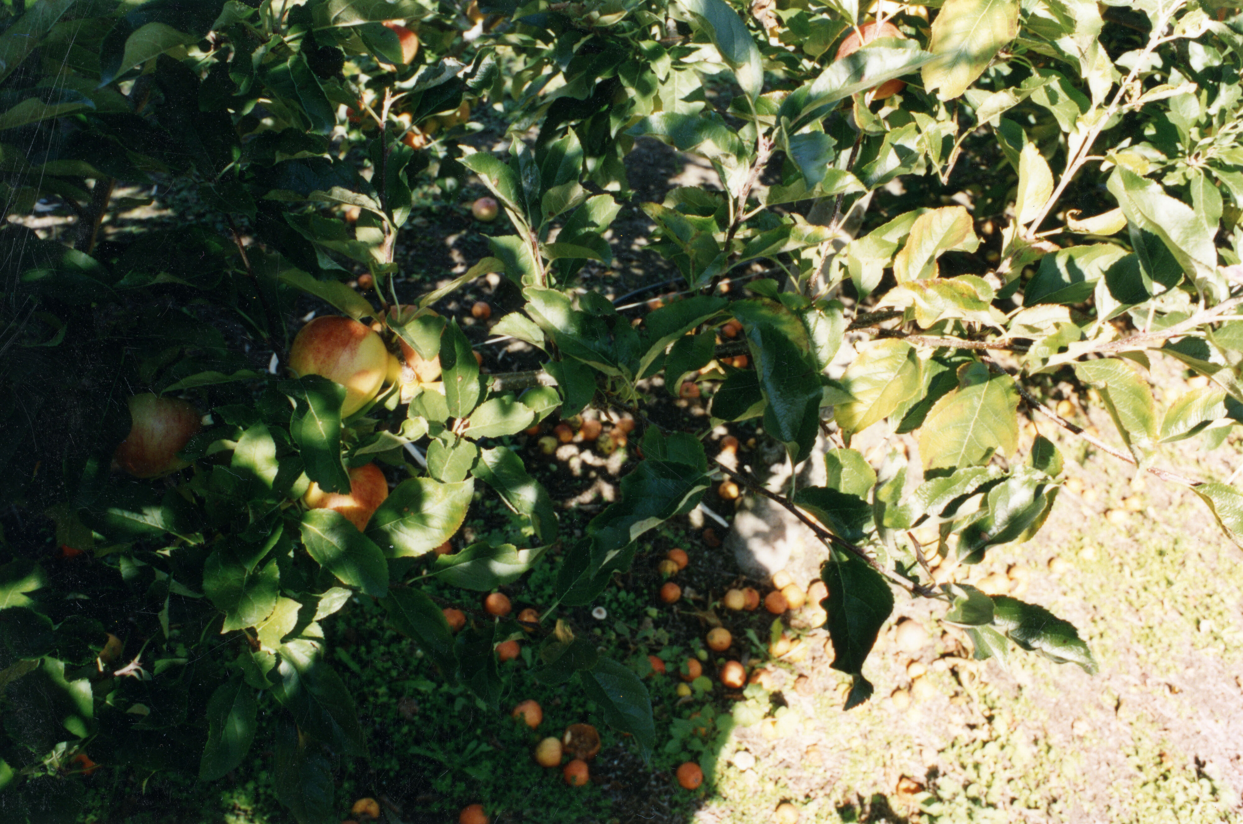 Horticulture Research Images 95