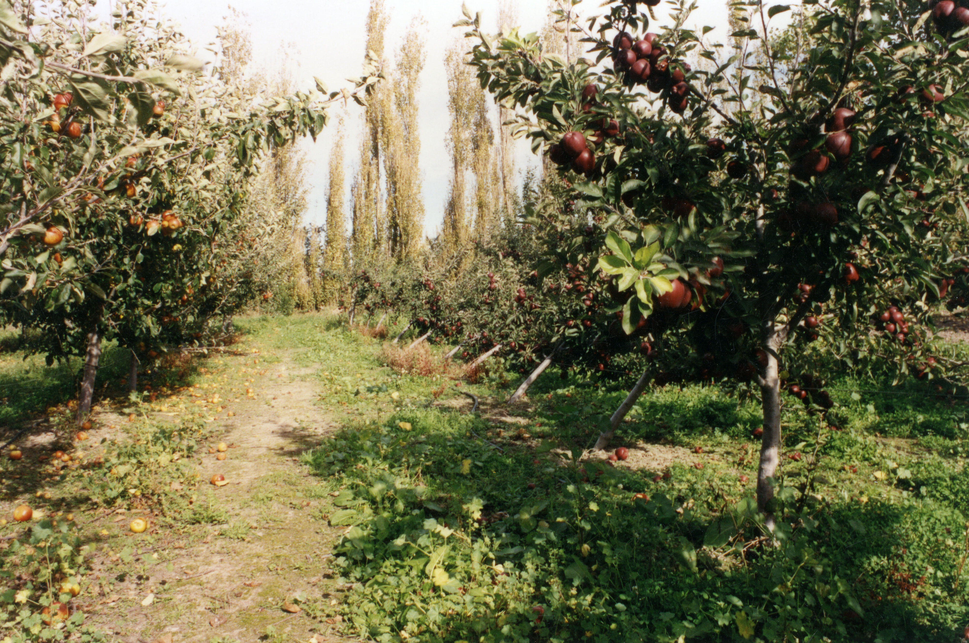 Horticulture Research Images 96