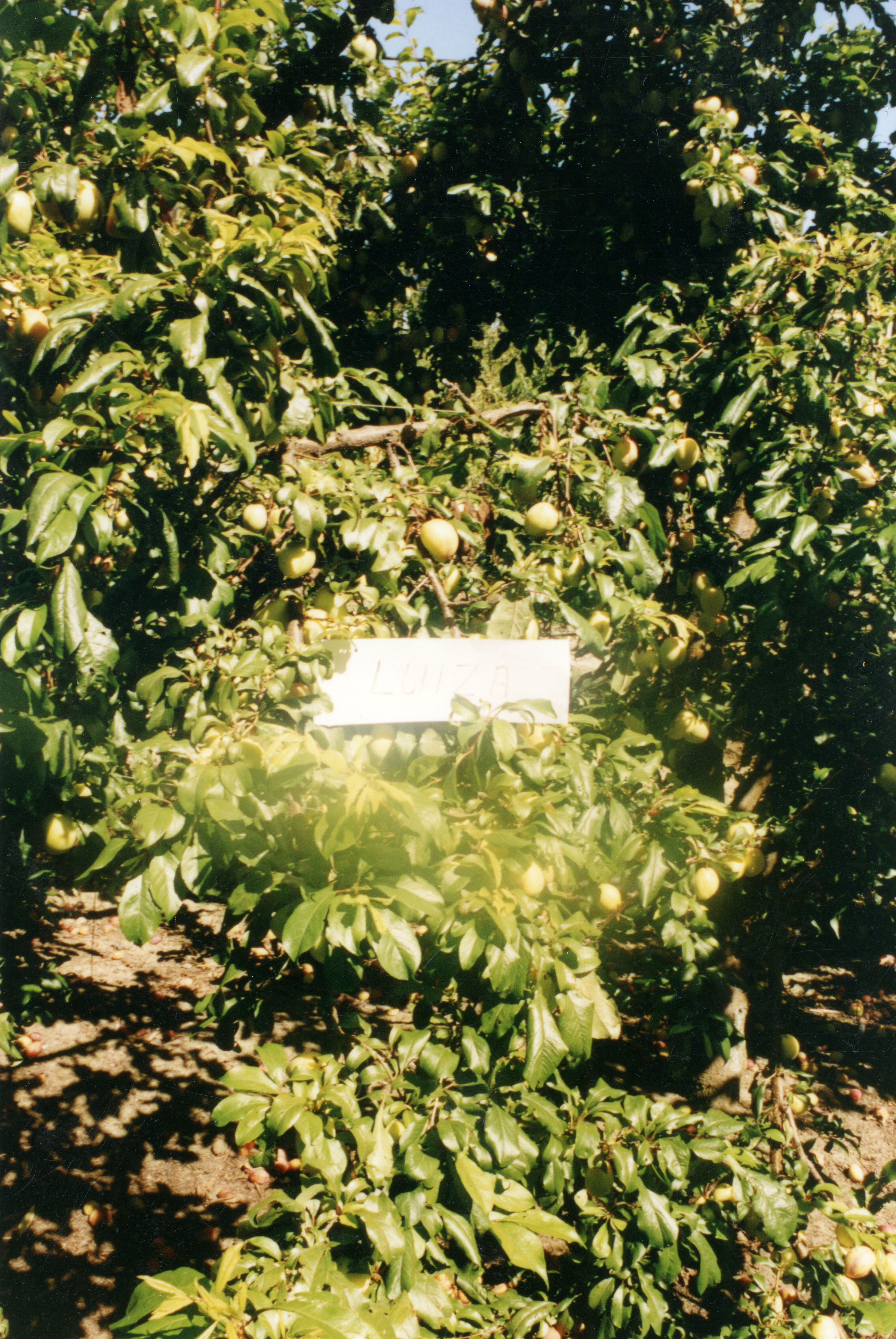 Horticulture Research Images 97