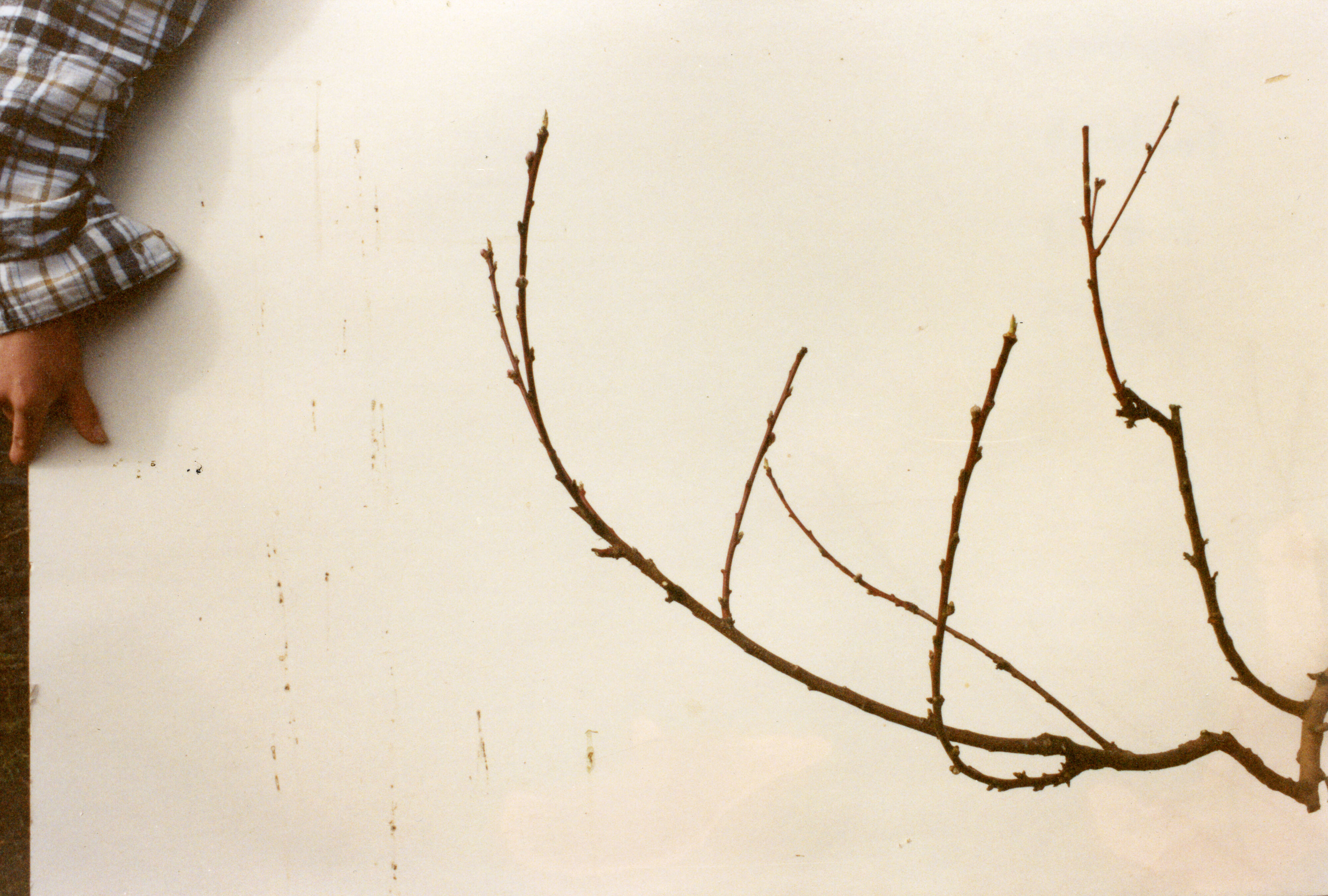 Horticulture Research Images 98