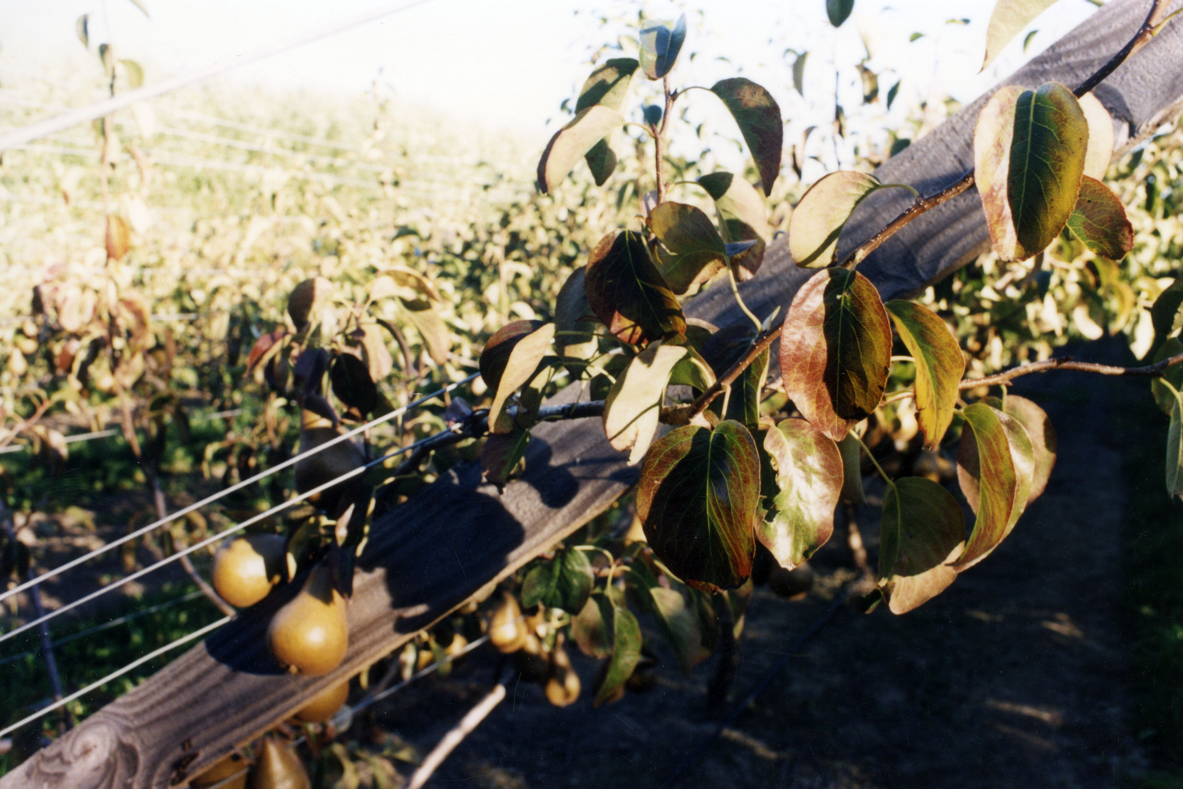 Horticulture Research Images 100