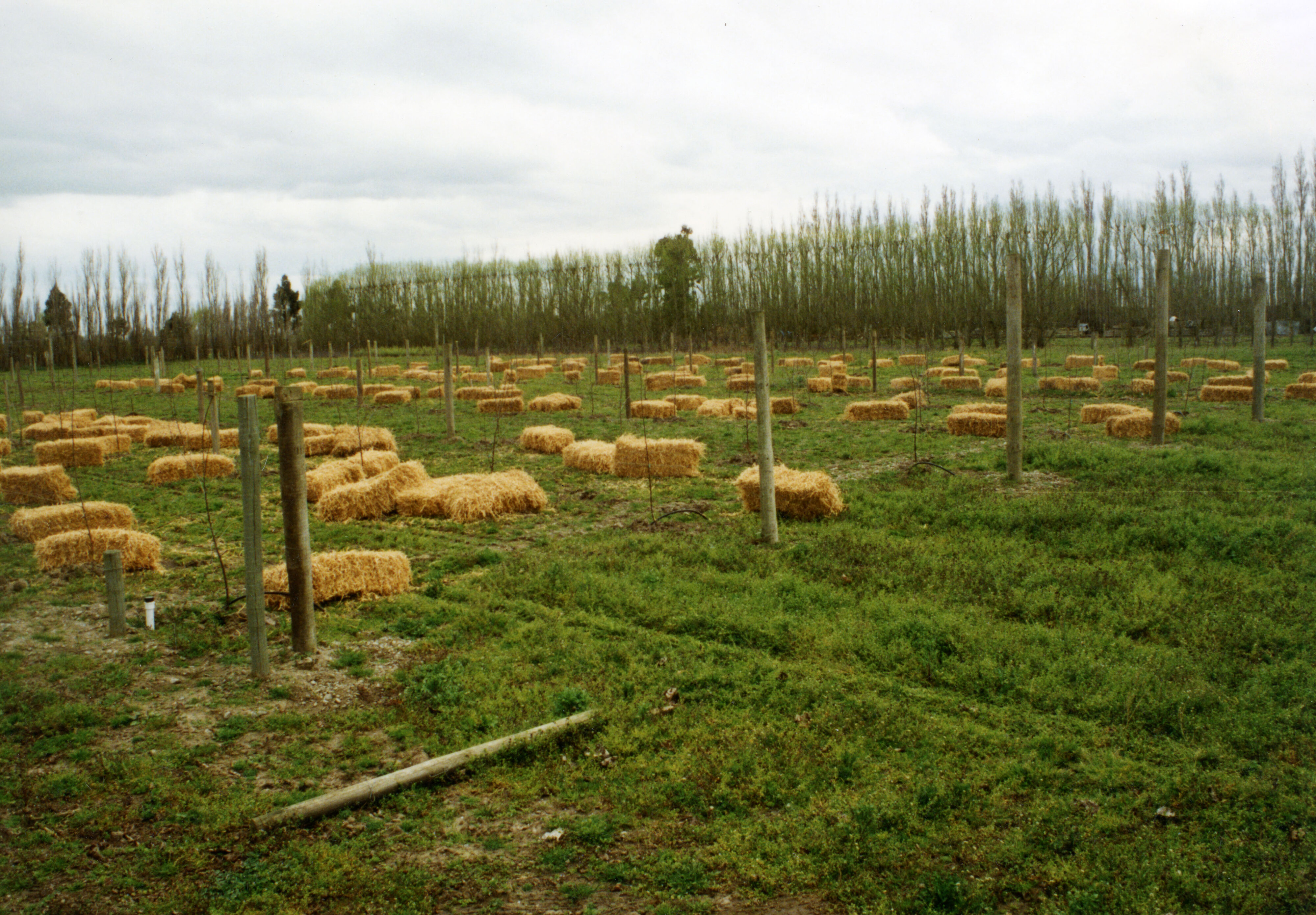 Horticulture Research Images 104
