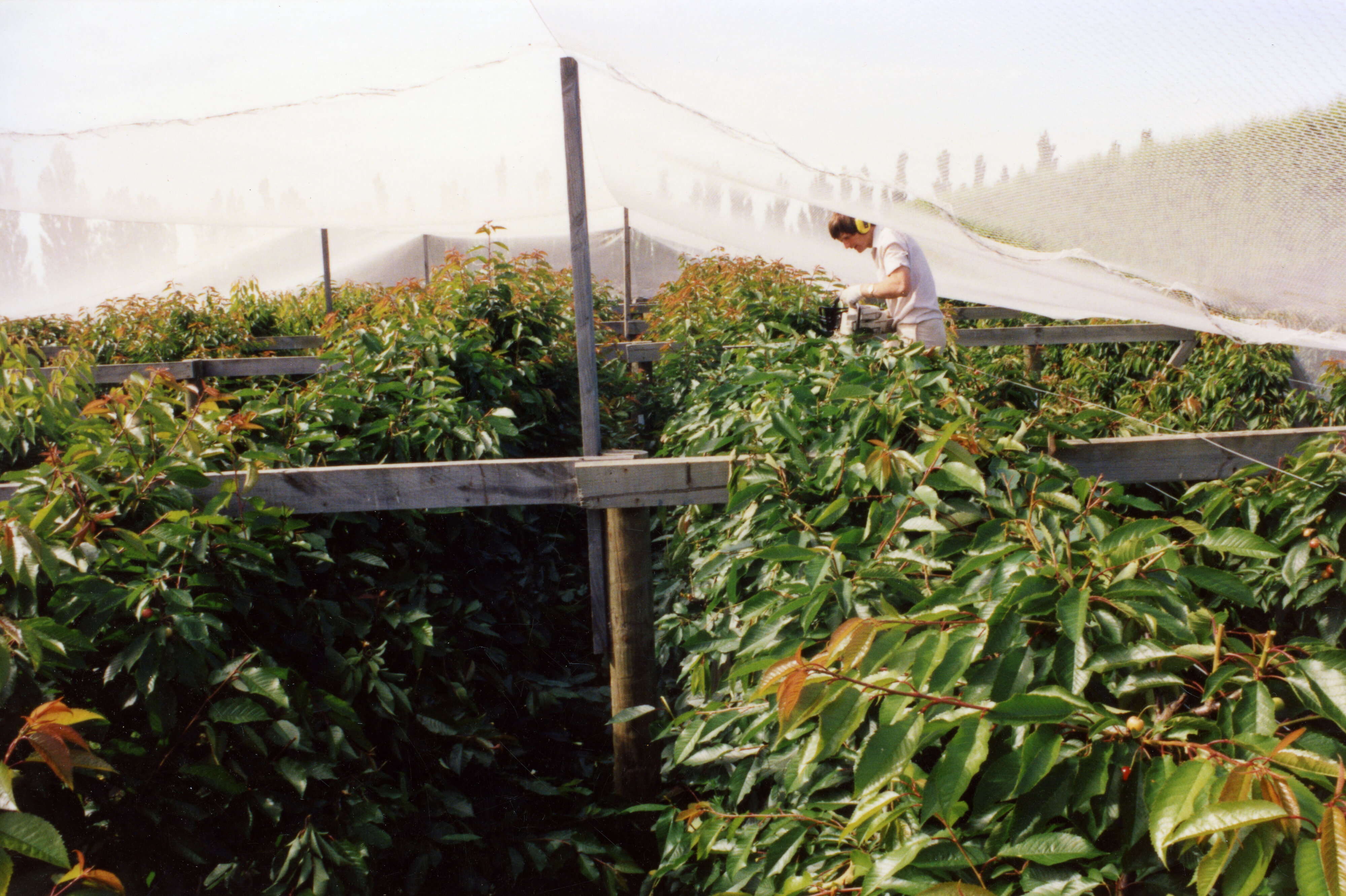 Horticulture Research Images 105