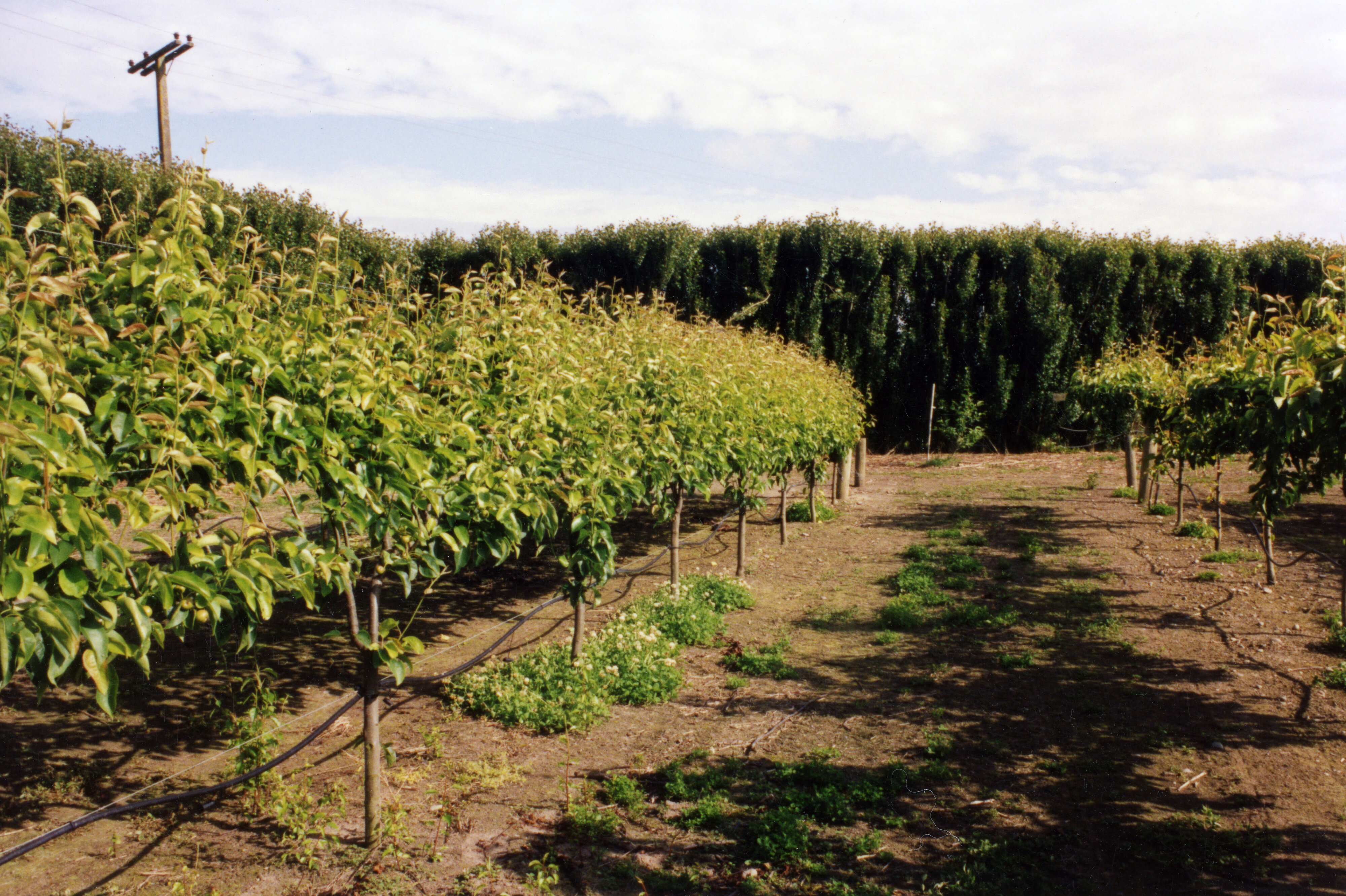 Horticulture Research Images 106