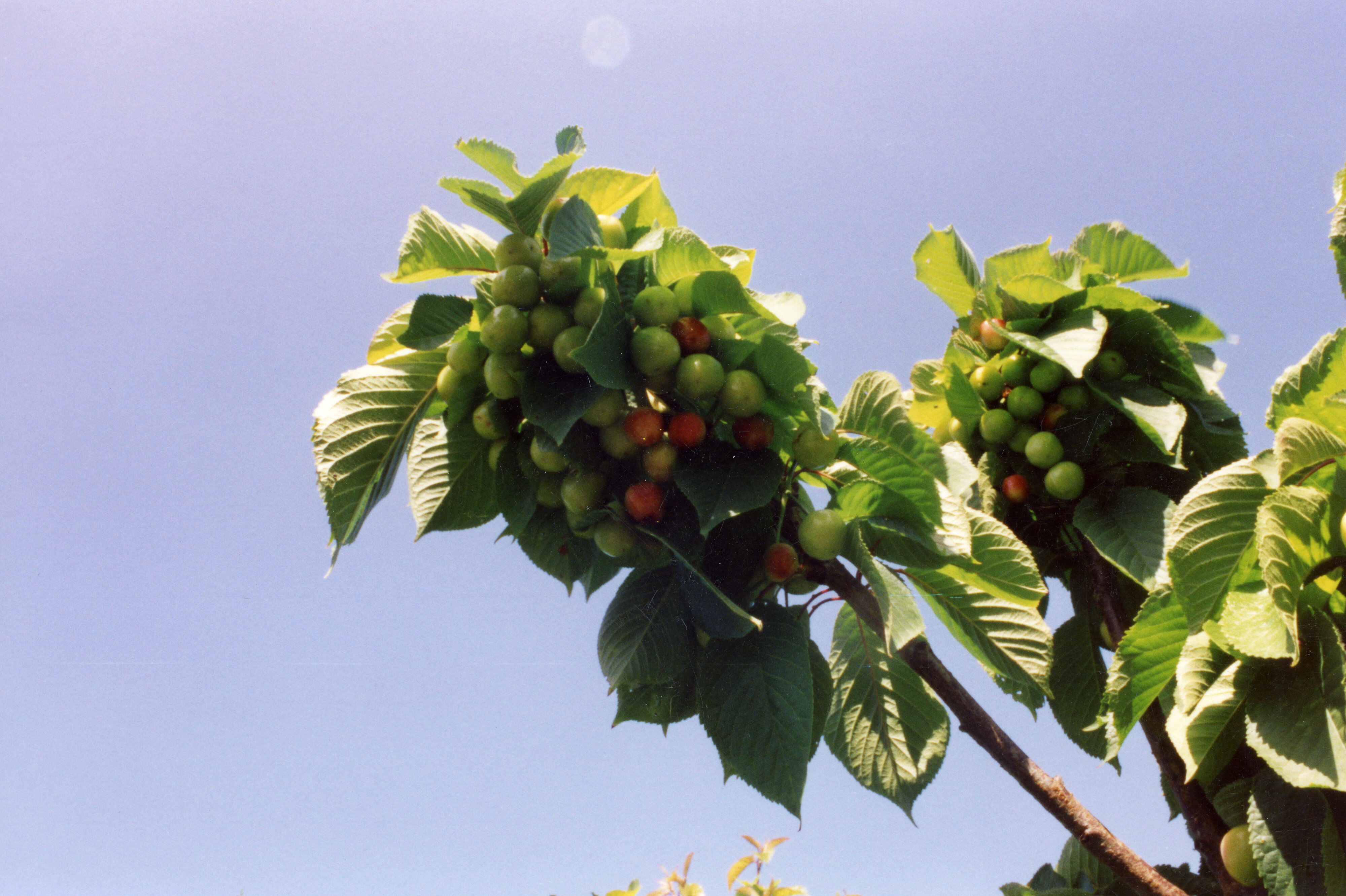 Horticulture Research Images 109