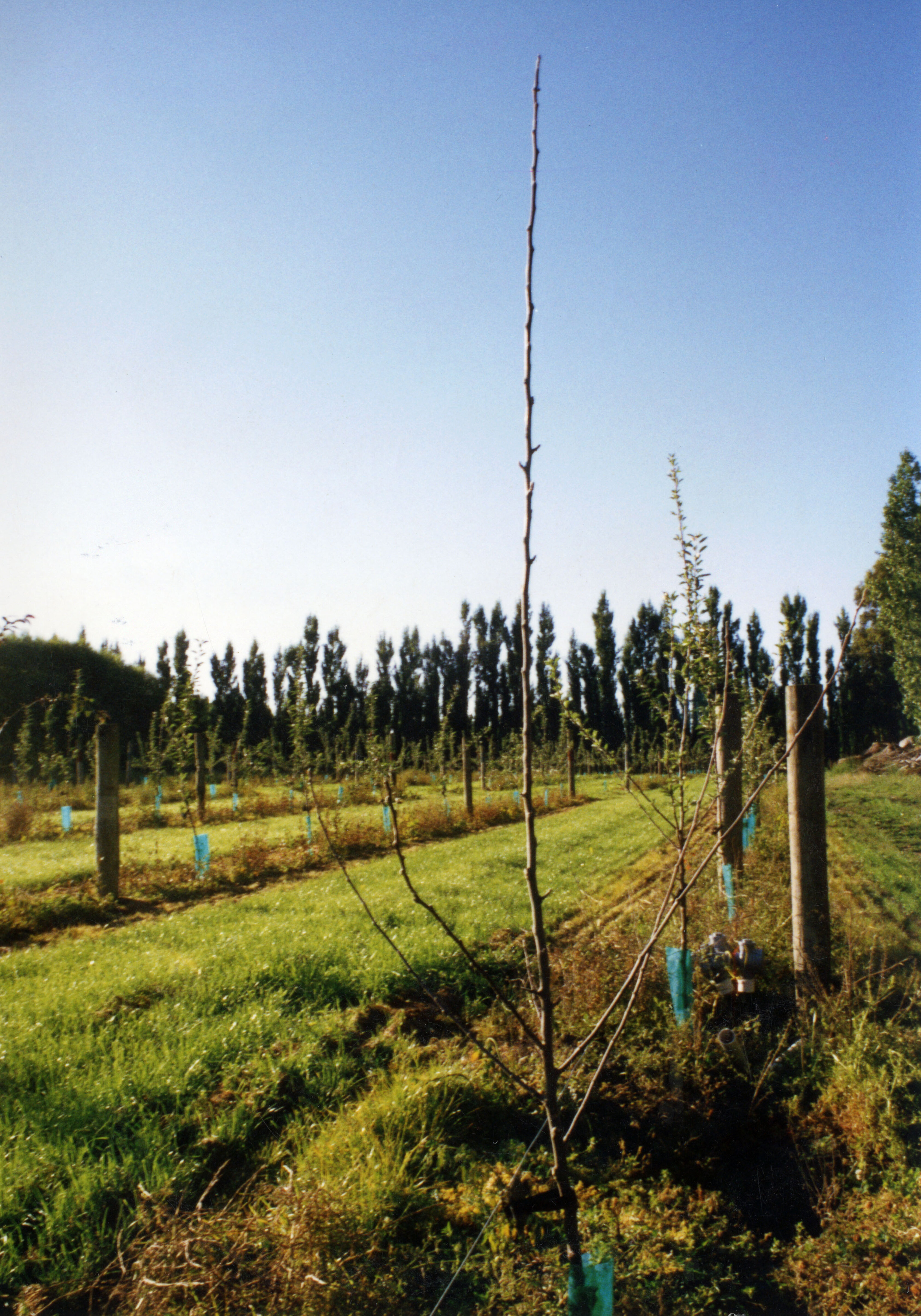 Horticulture Research Images 111