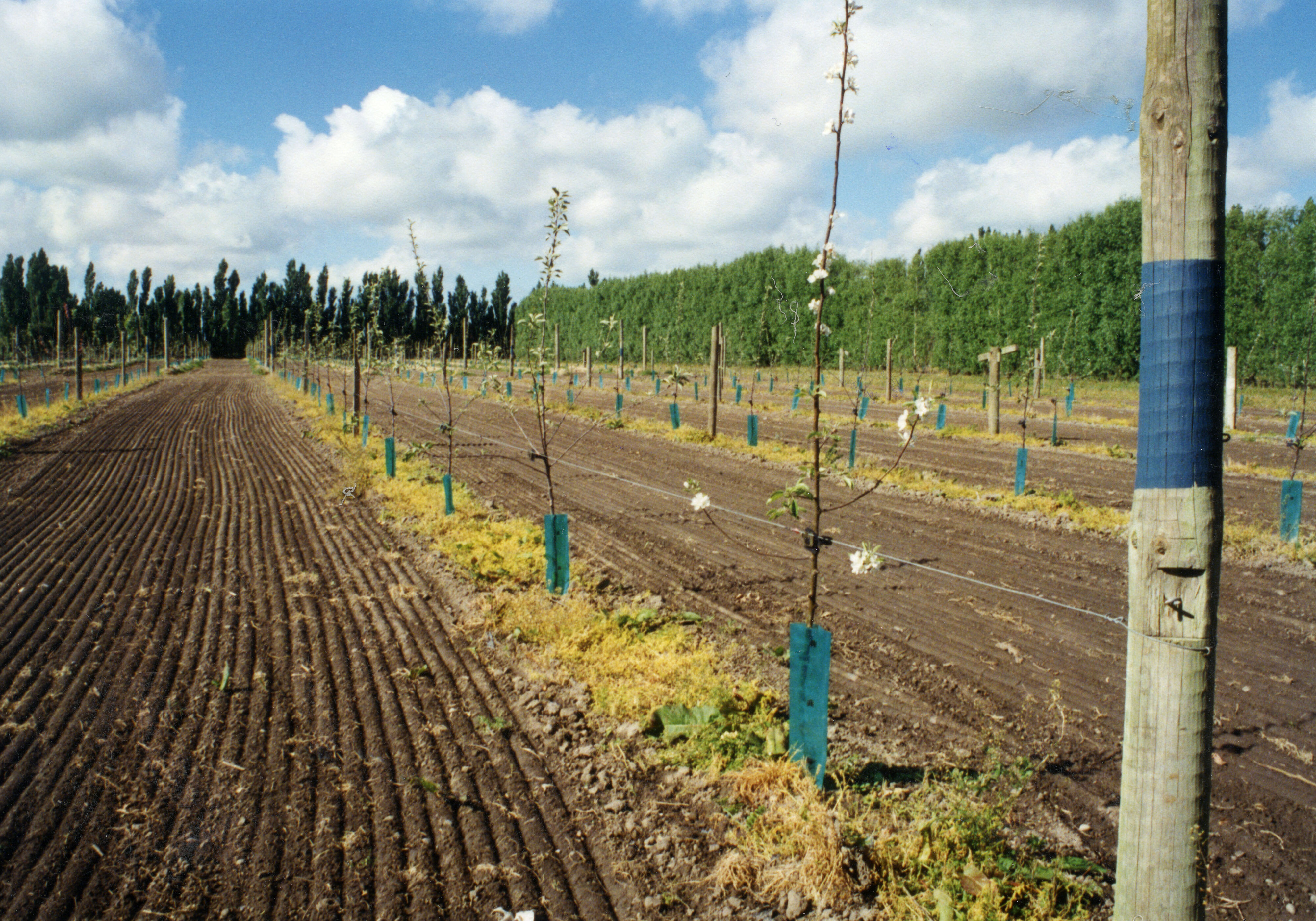 Horticulture Research Images 112