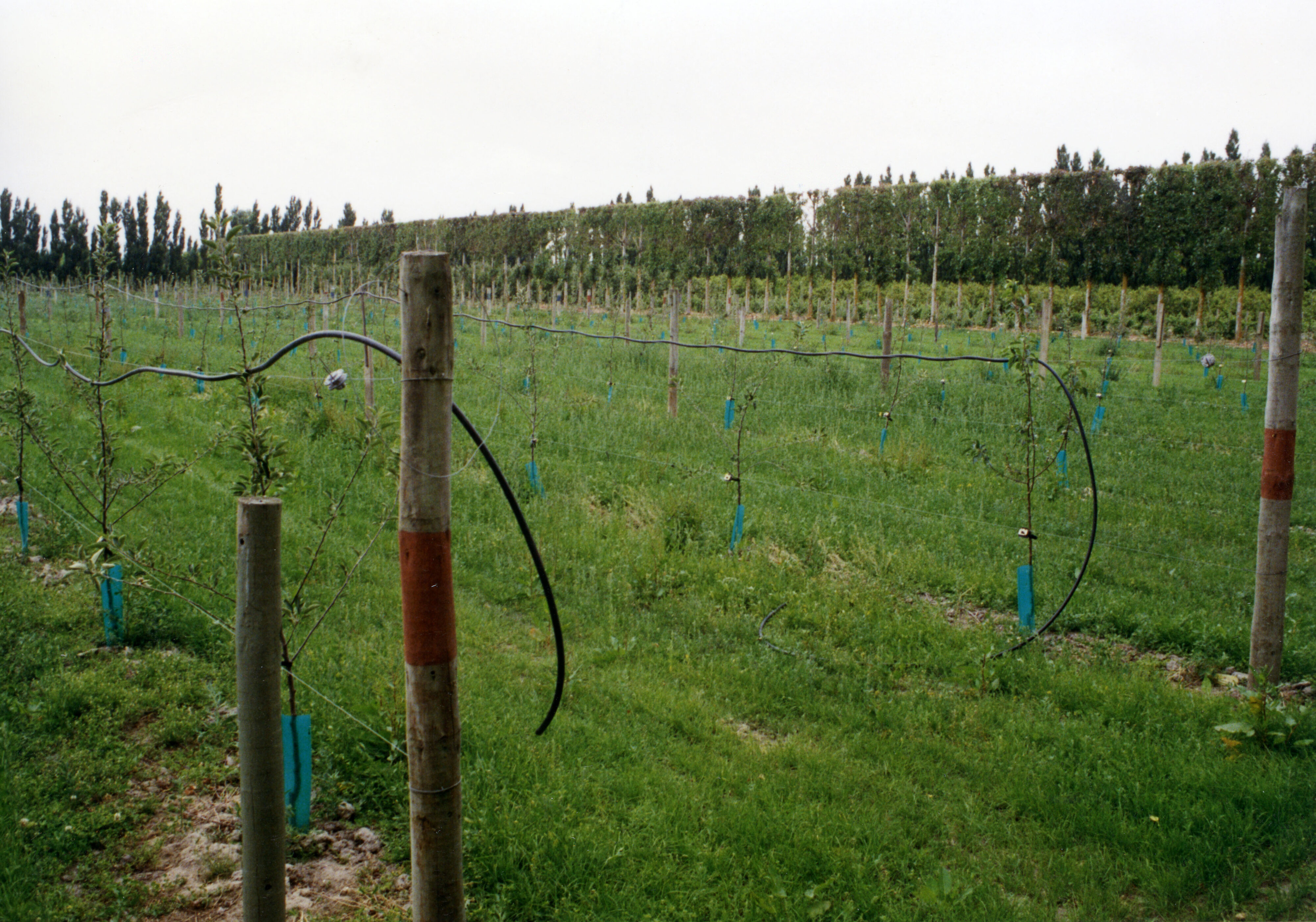 Horticulture Research Images 113