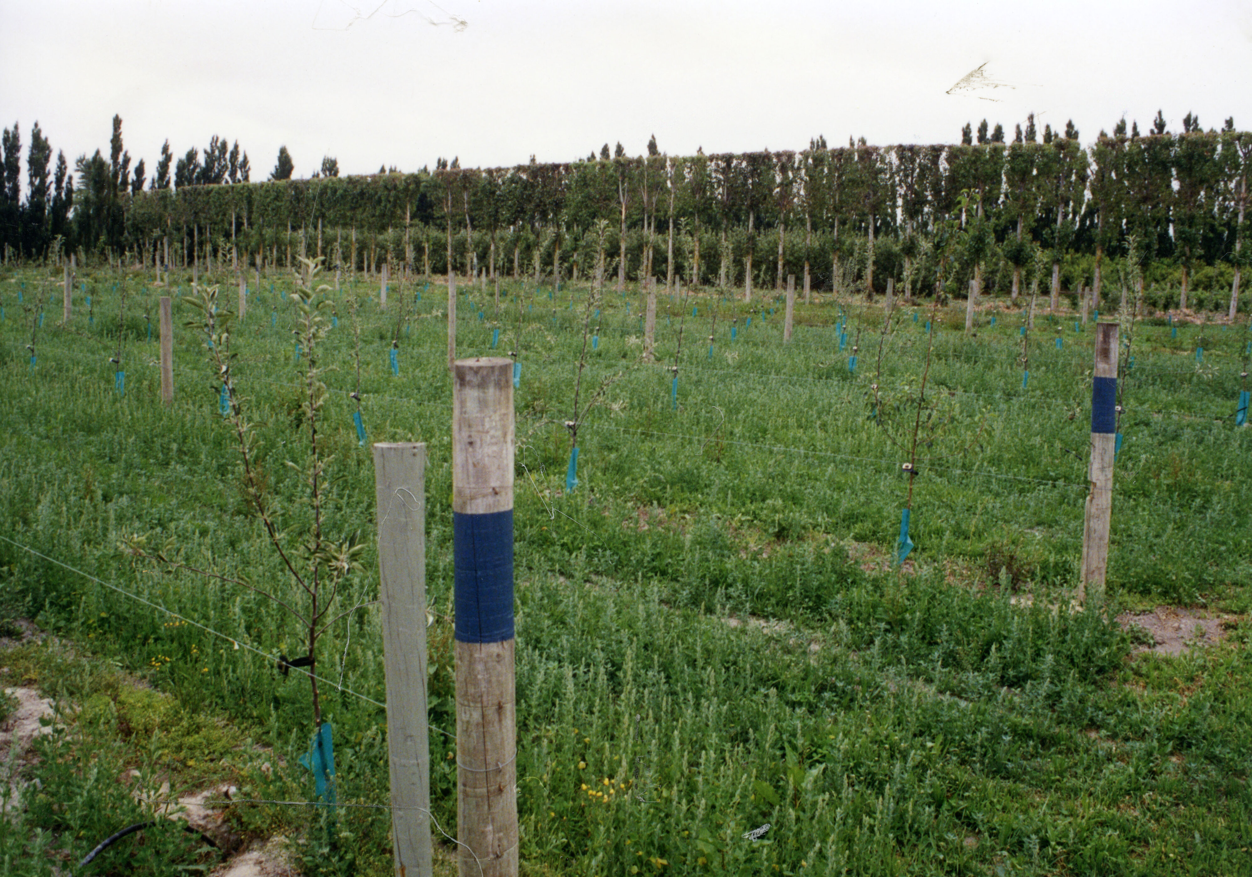 Horticulture Research Images 114