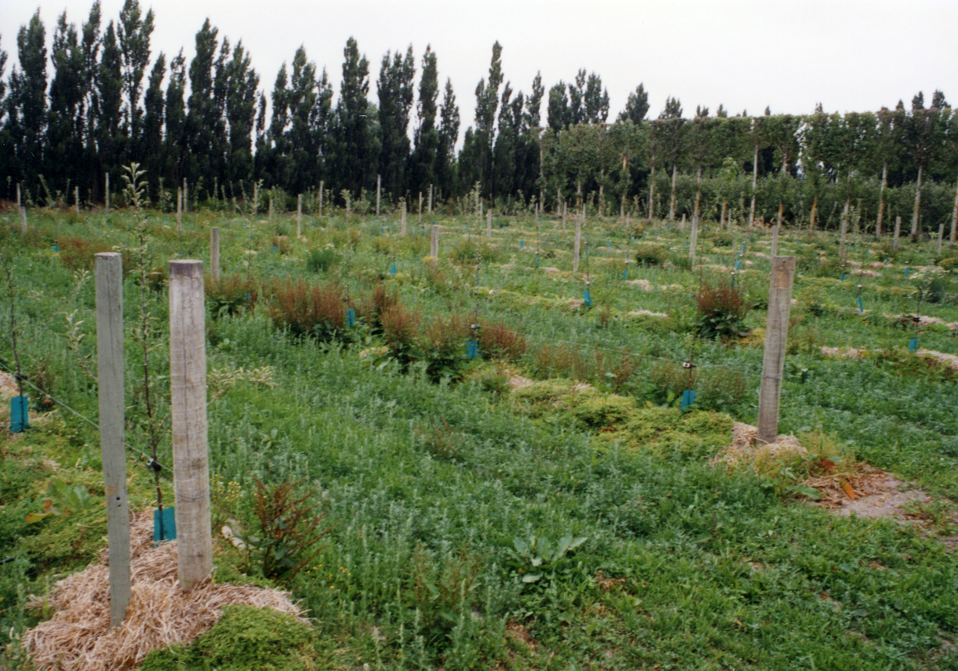 Horticulture Research Images 115