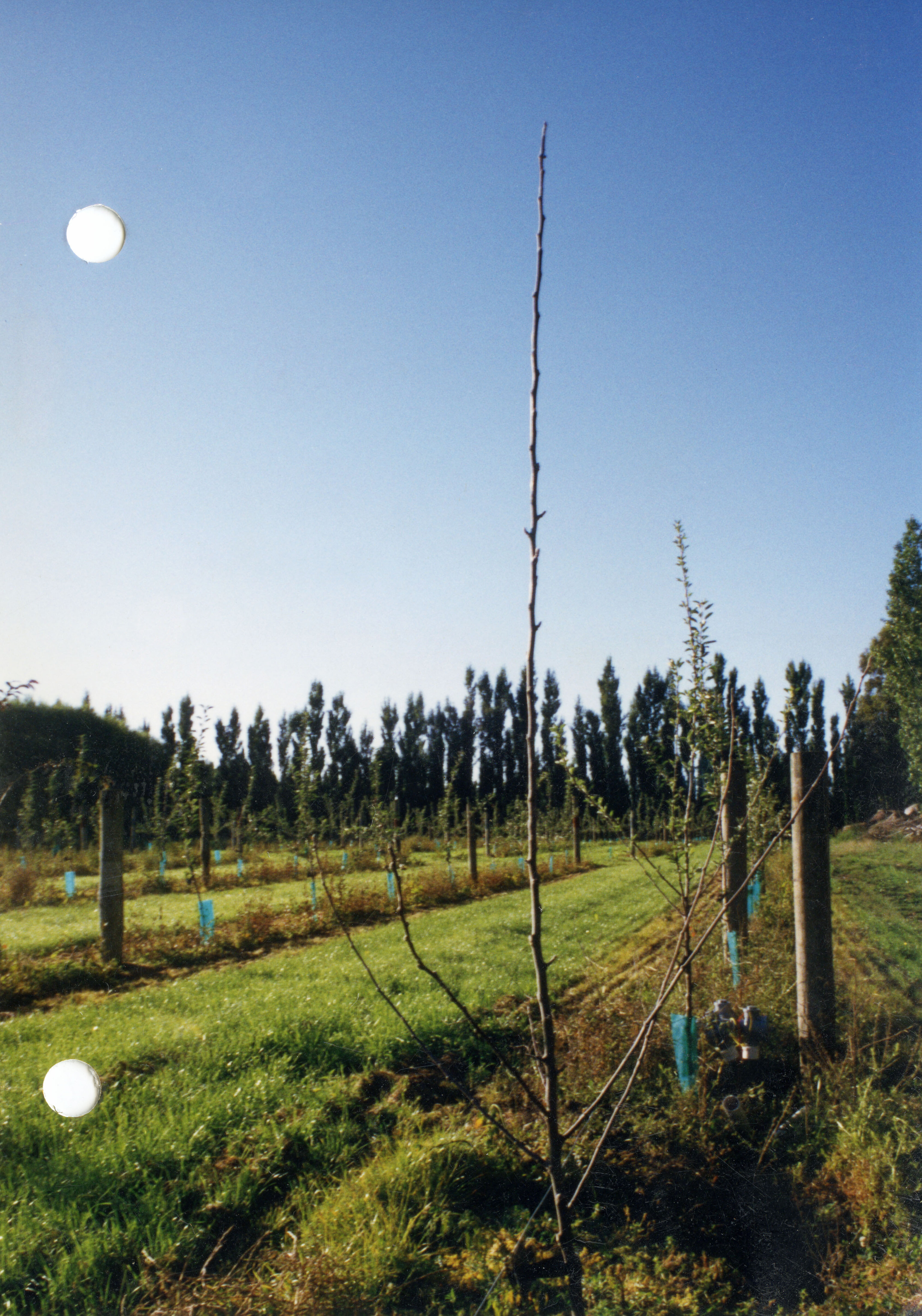 Horticulture Research Images 116