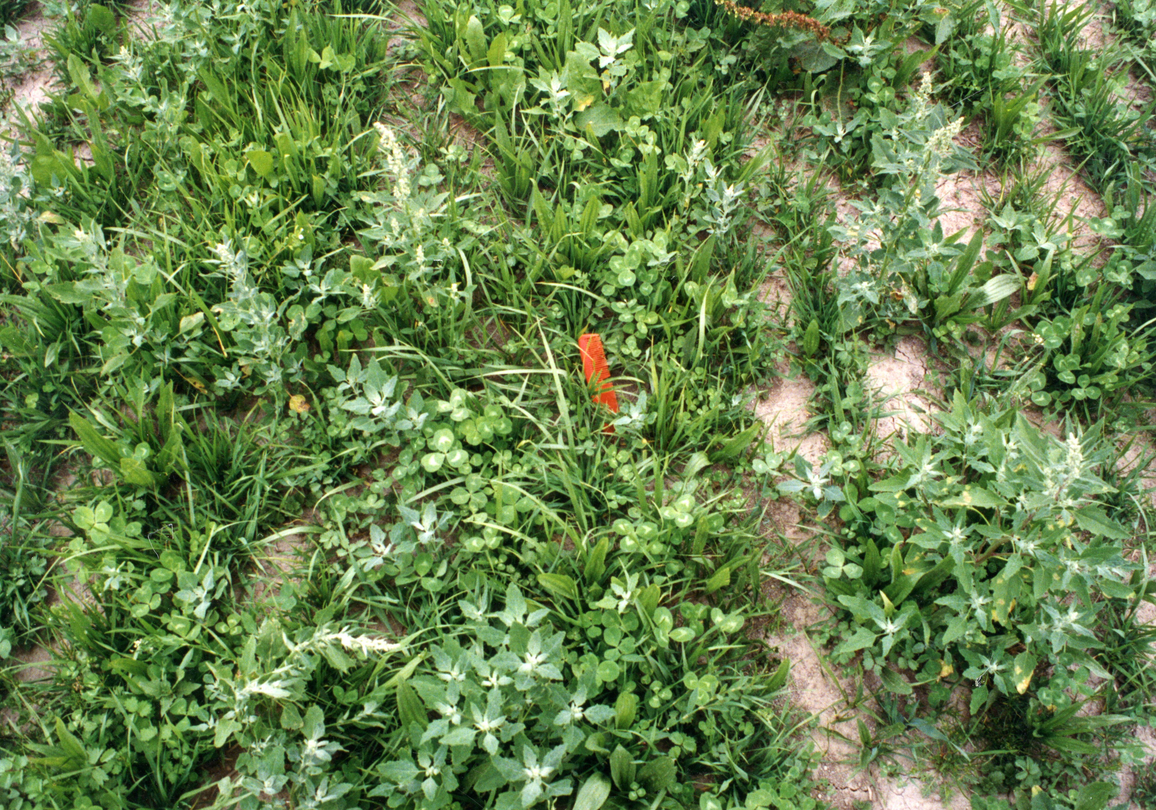 Horticulture Research Images 117