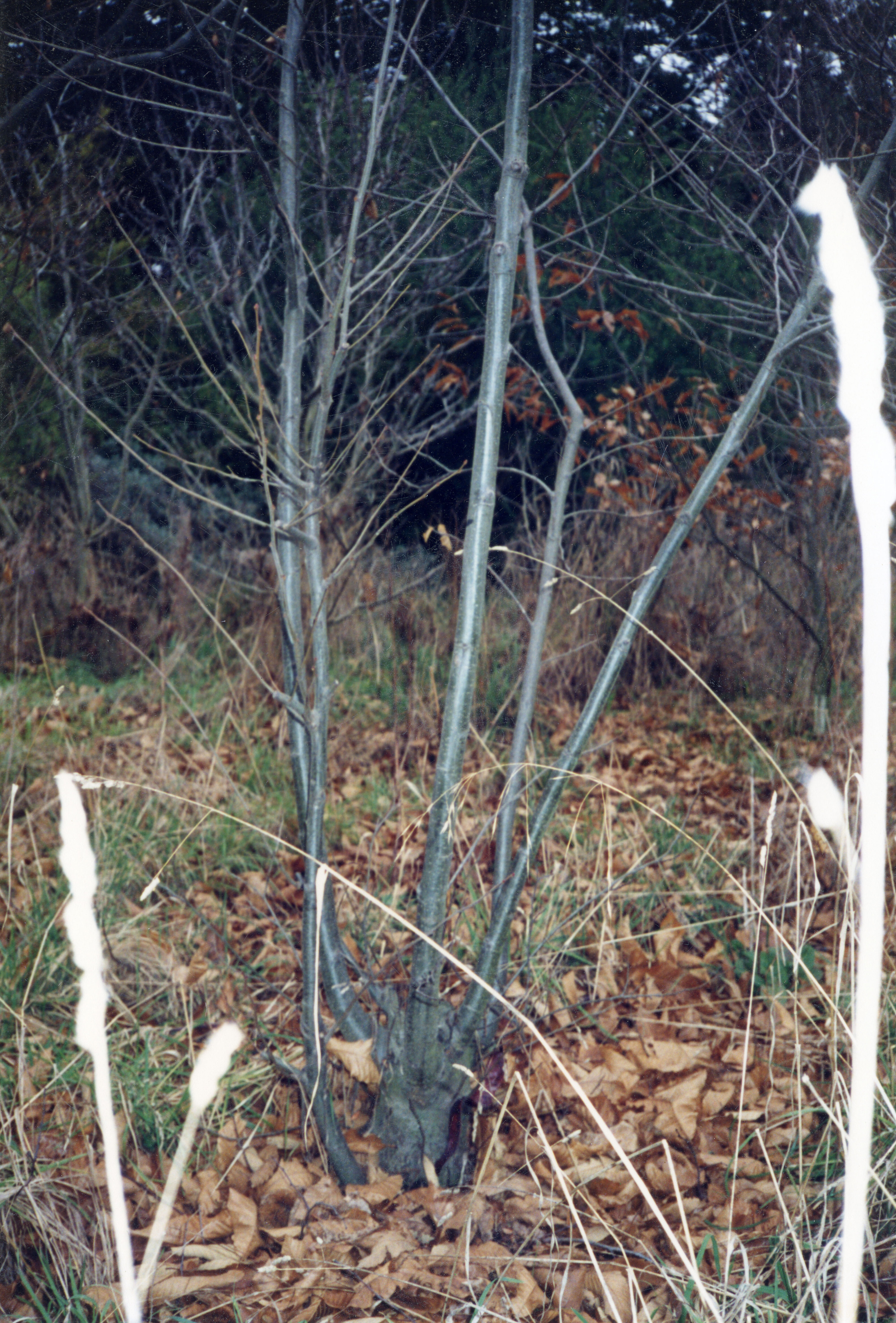 Horticulture Research Images 118