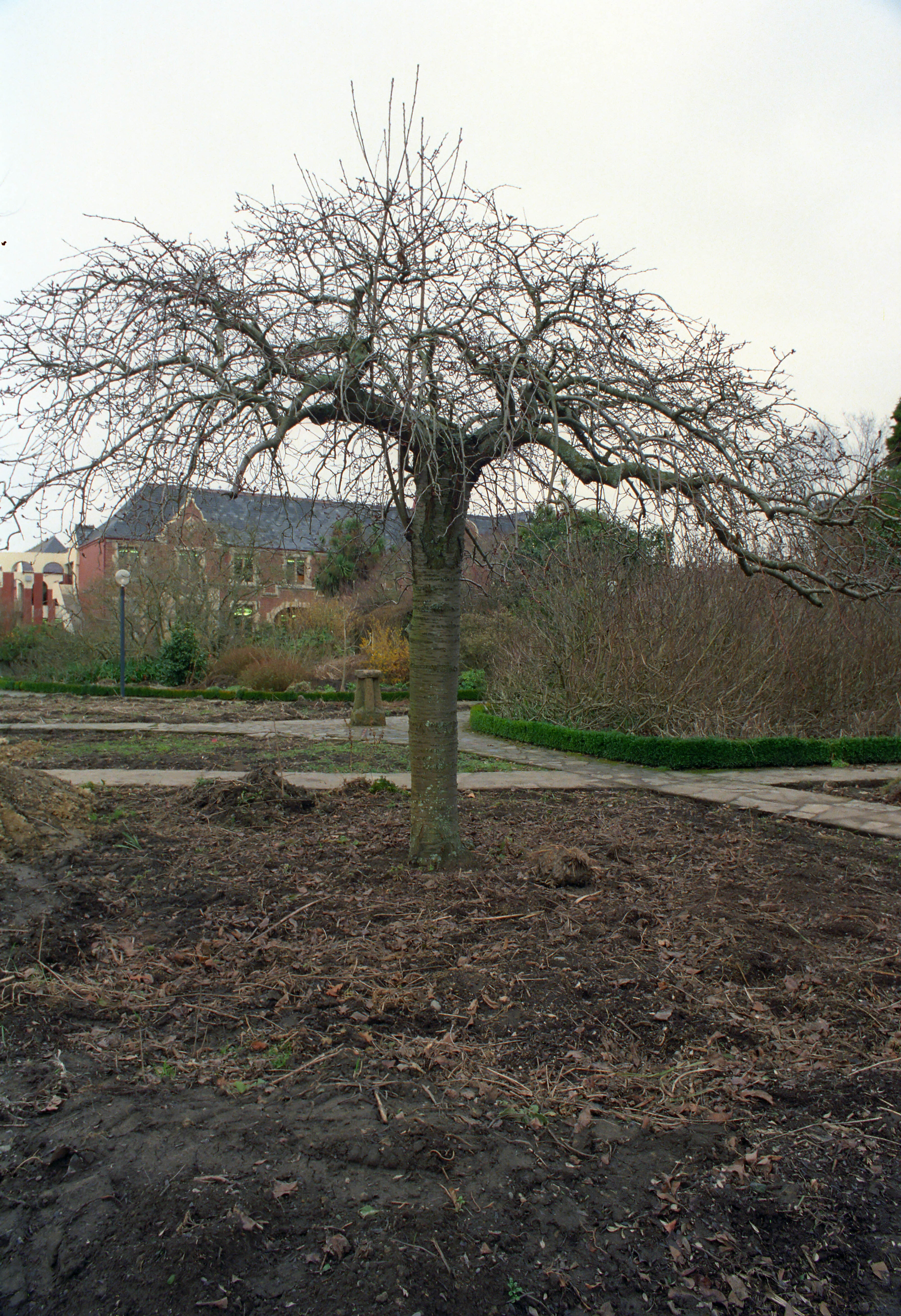 Commerce Building Construction 23