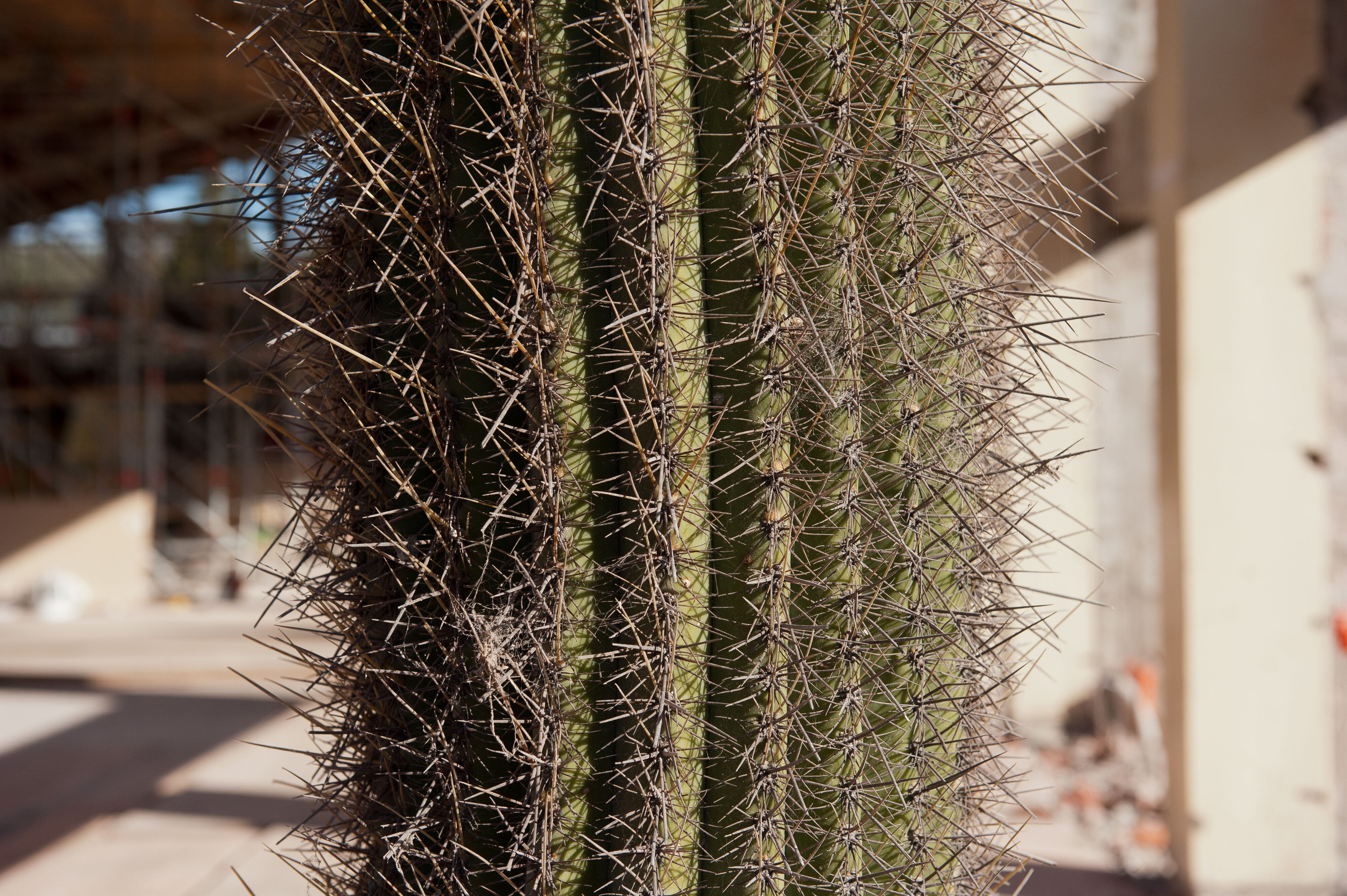 Dining Hall Deconstruction 51