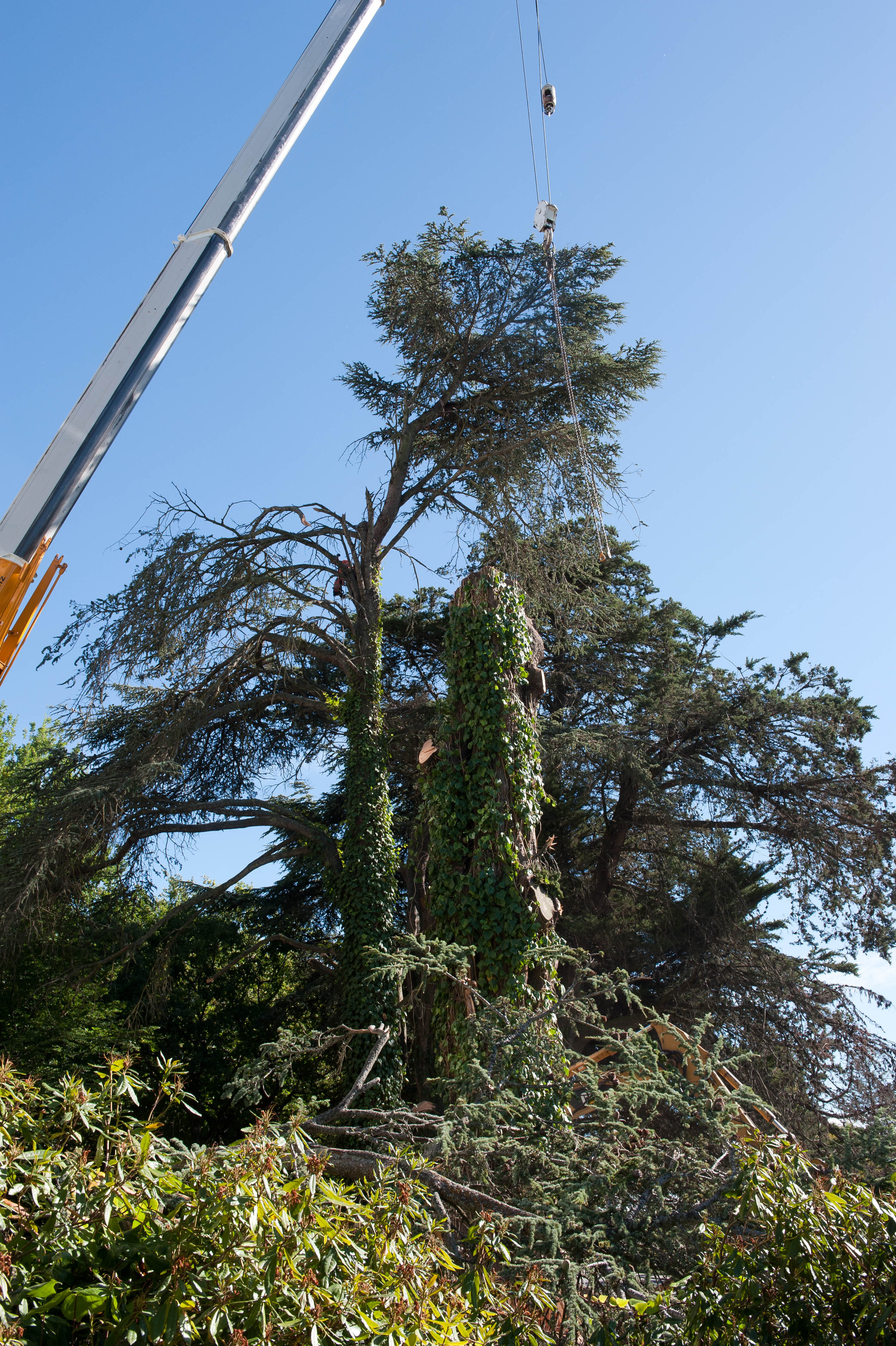 Hilgendorf Redevelopment 1