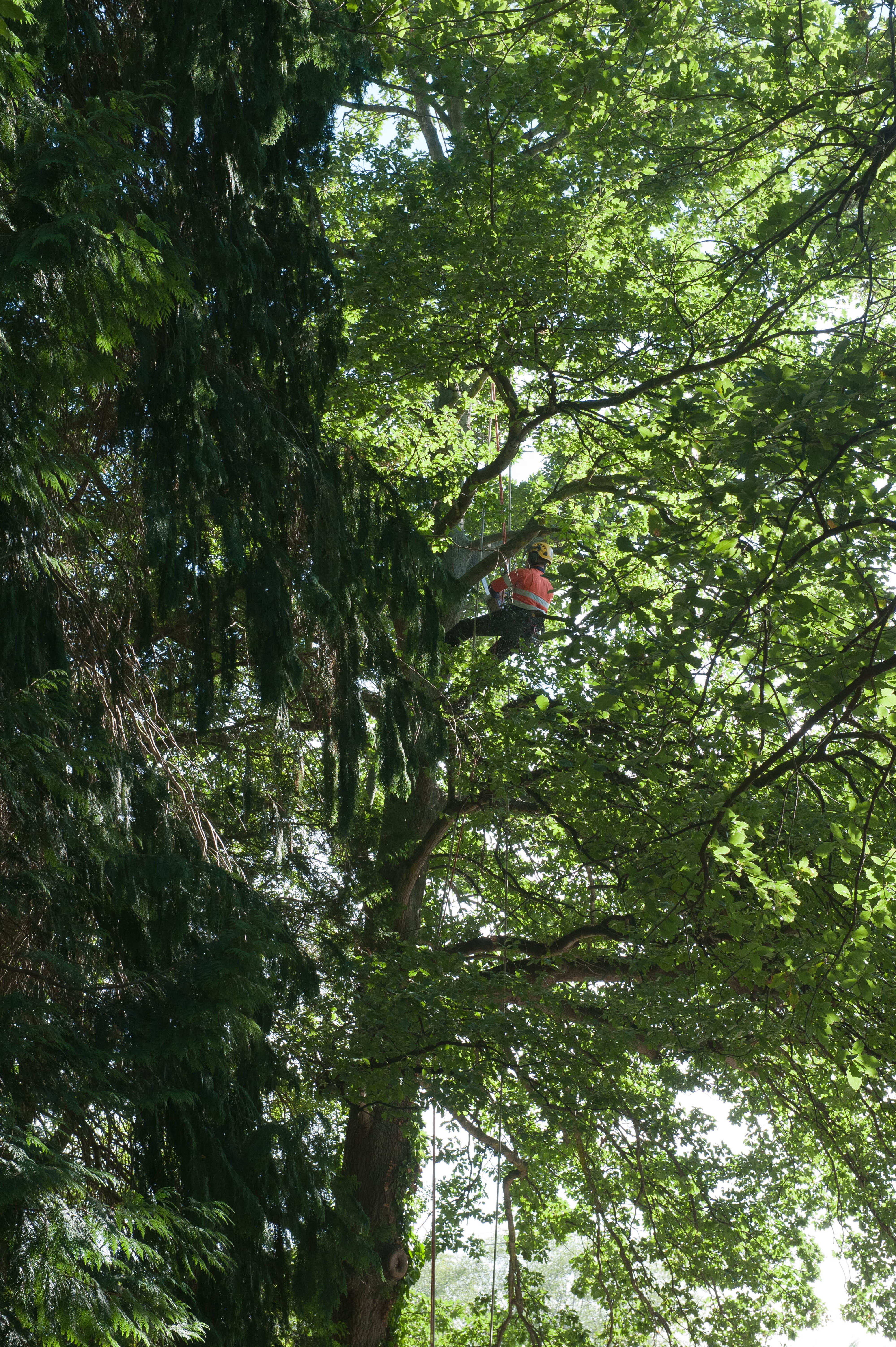 Hilgendorf Redevelopment 51