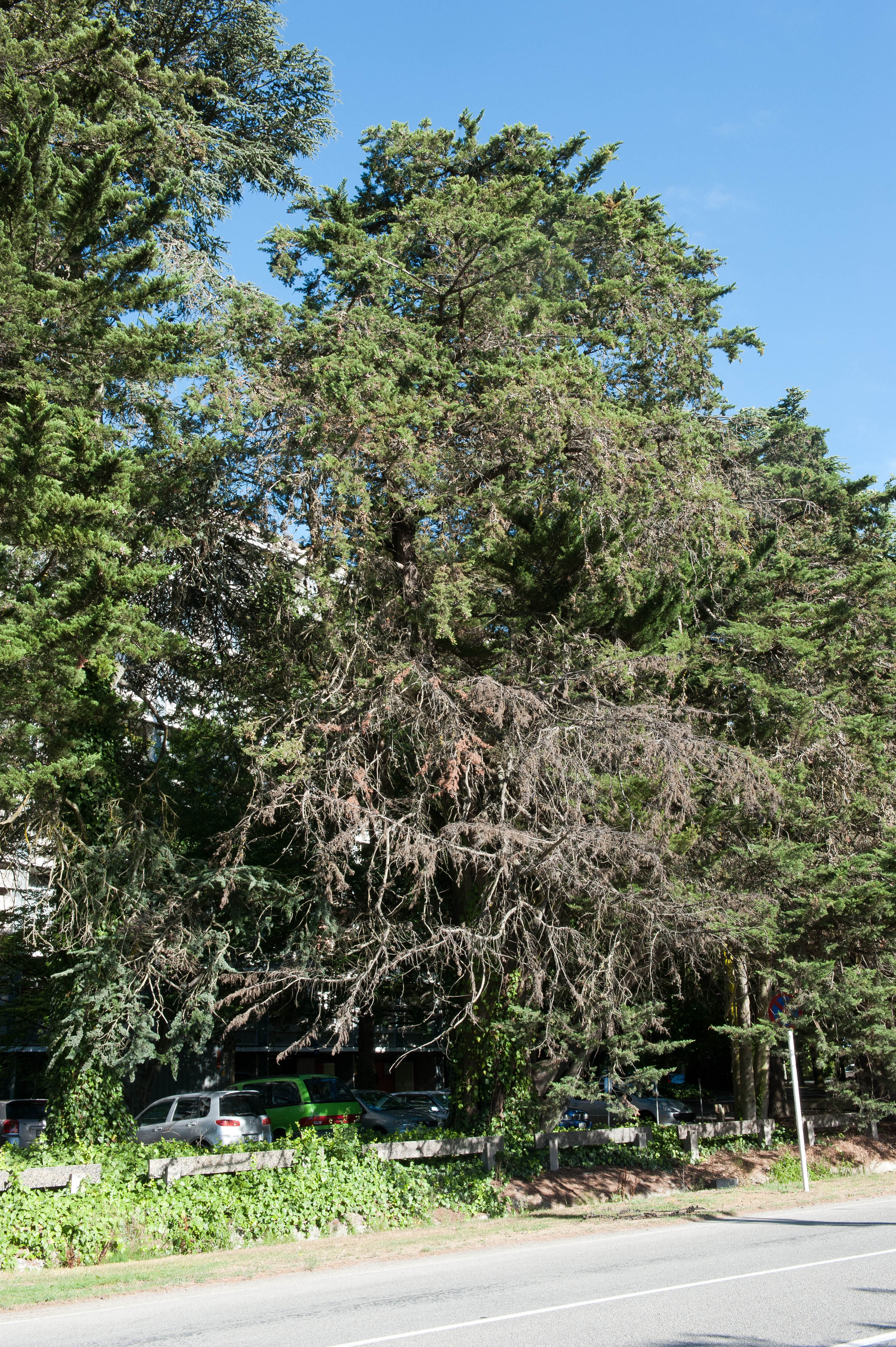 Hilgendorf Redevelopment 58