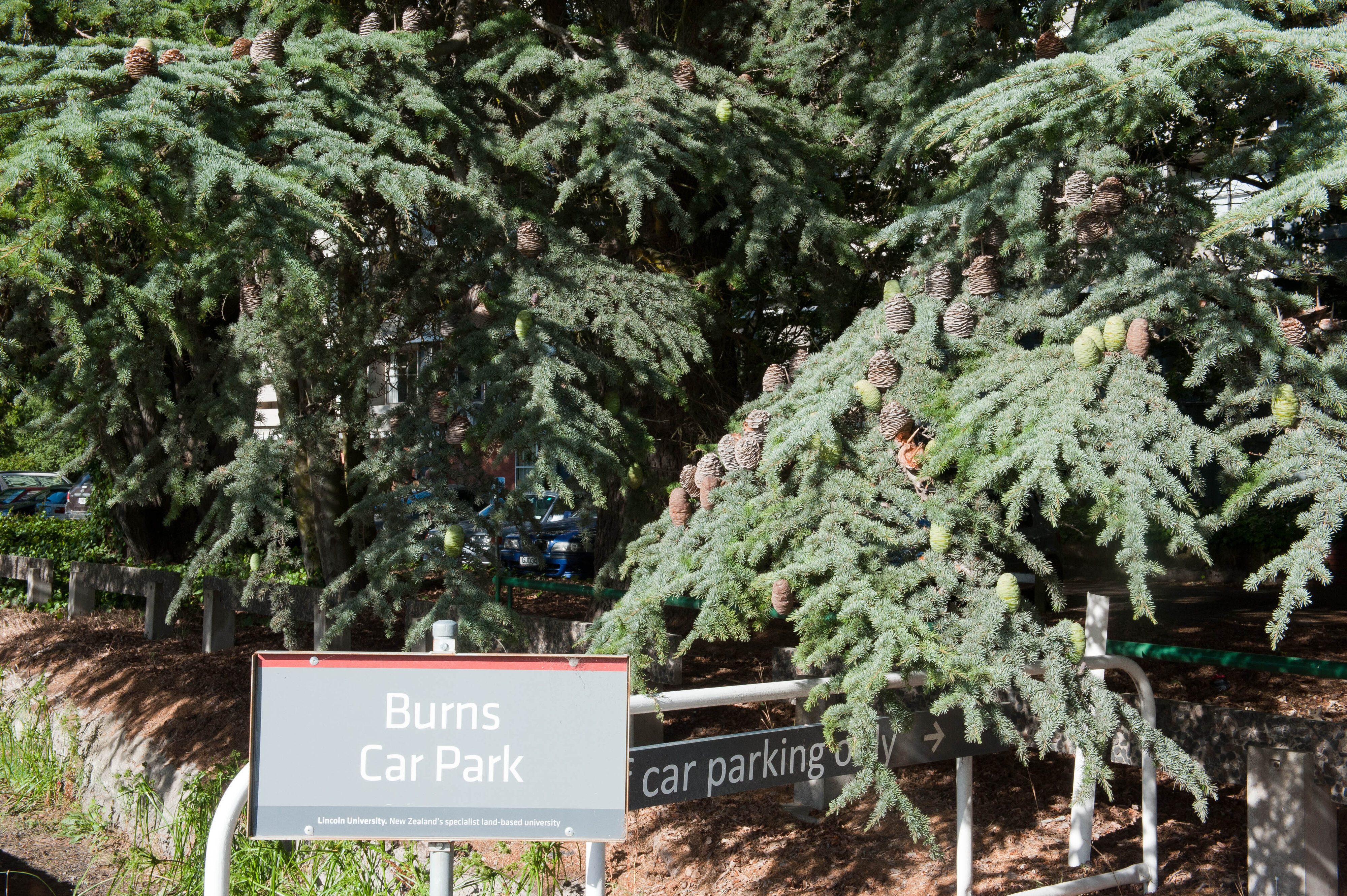 Hilgendorf Redevelopment 60