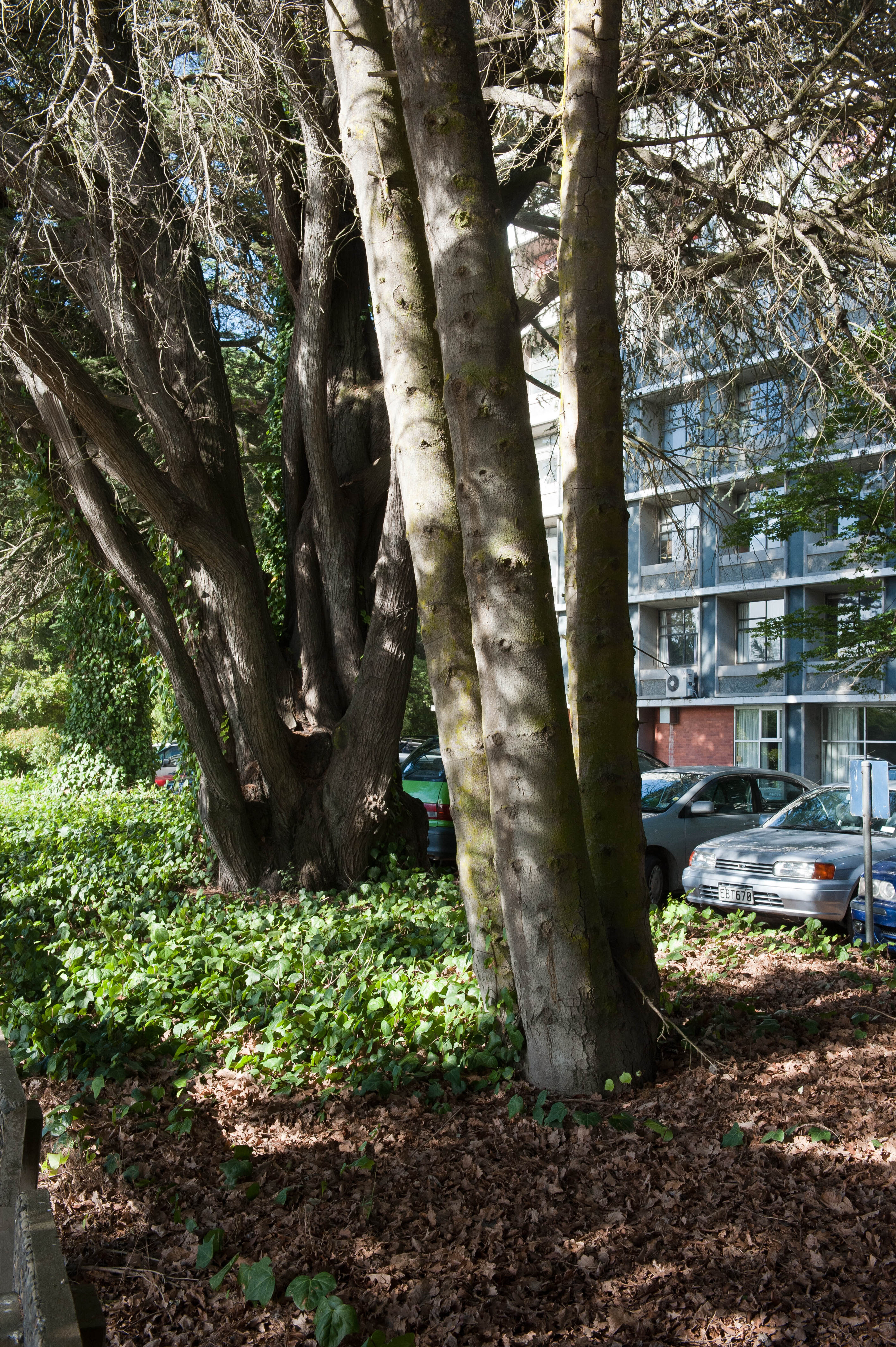 Hilgendorf Redevelopment 62