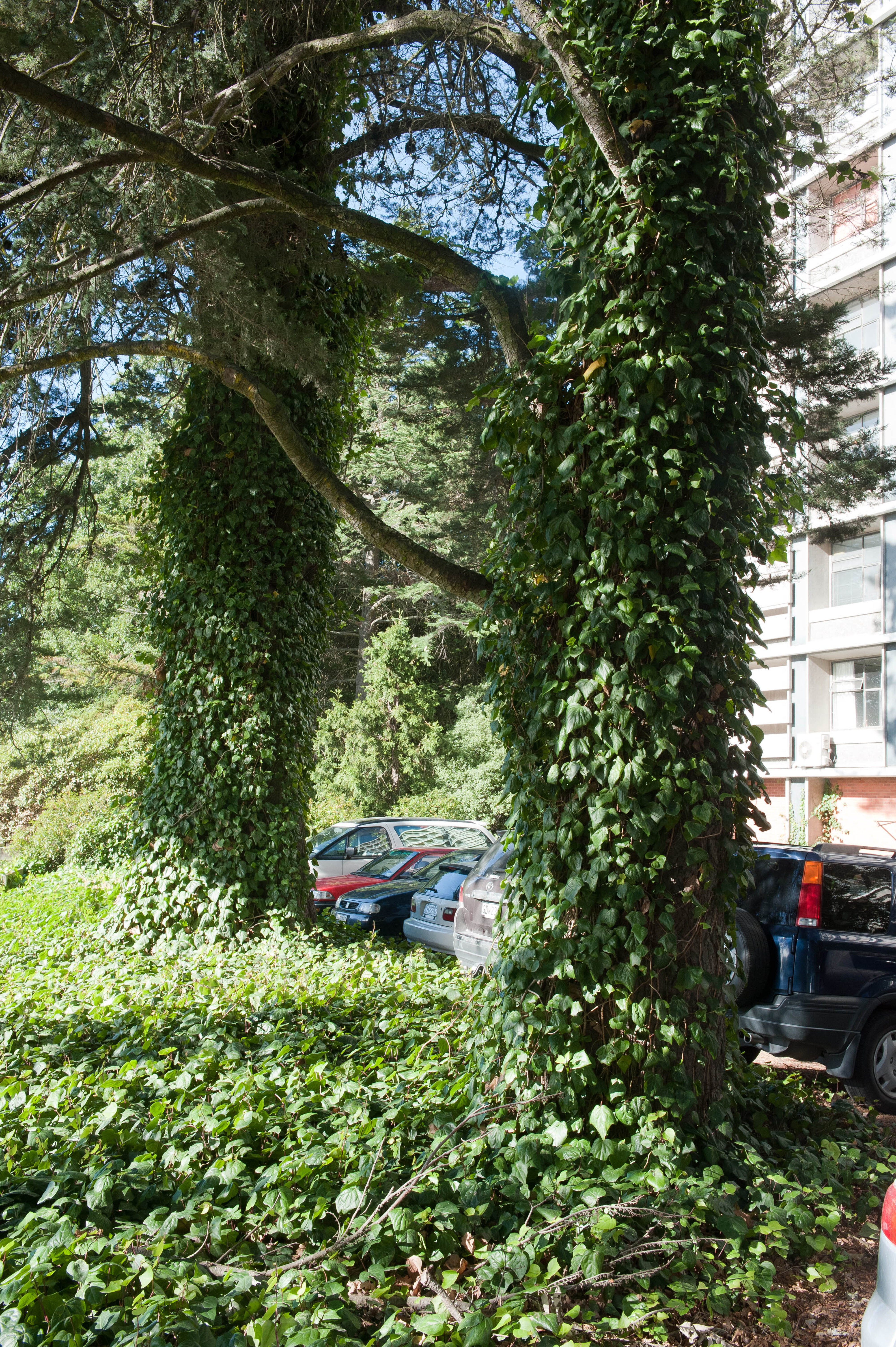 Hilgendorf Redevelopment 64