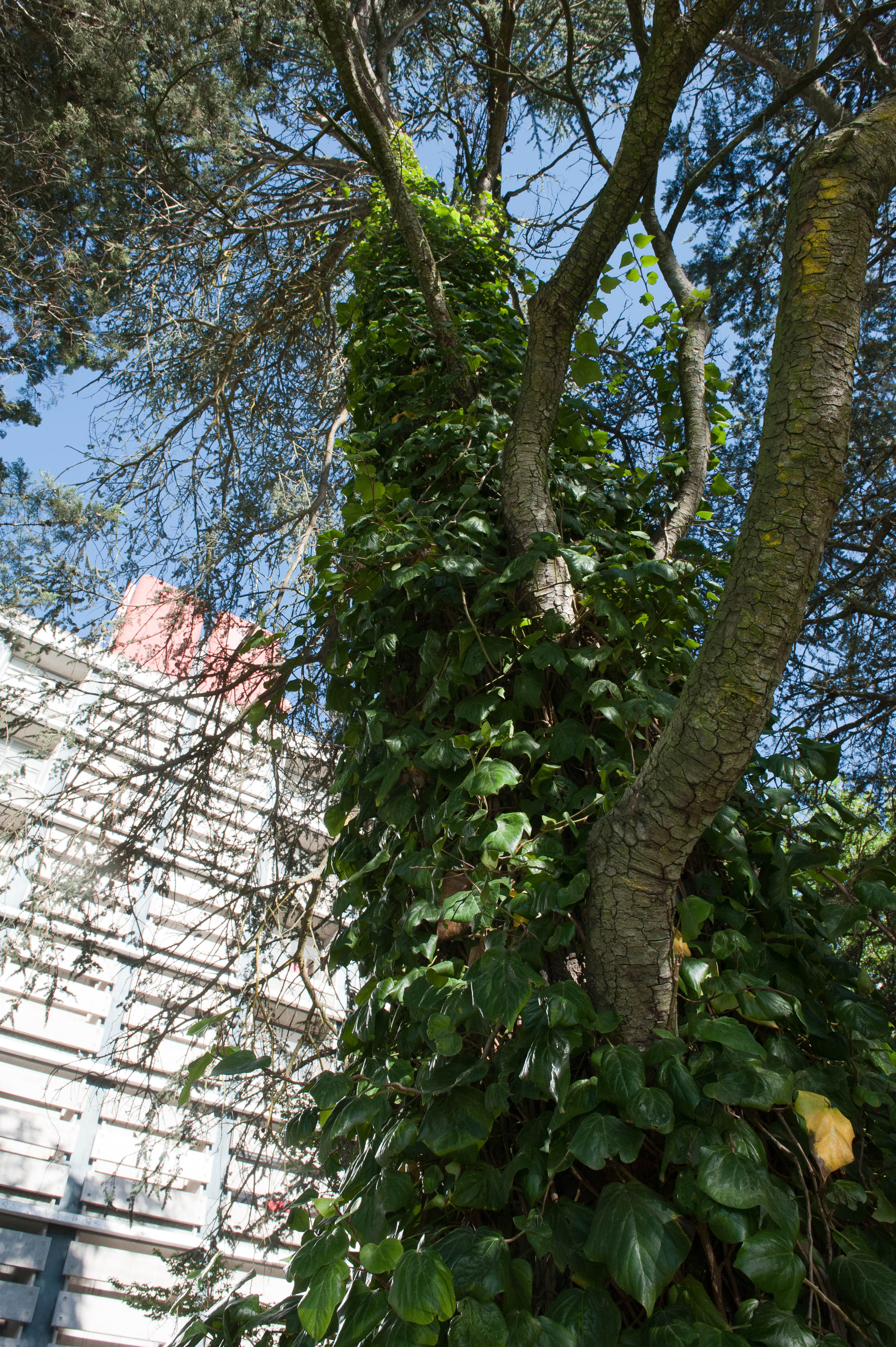 Hilgendorf Redevelopment 66