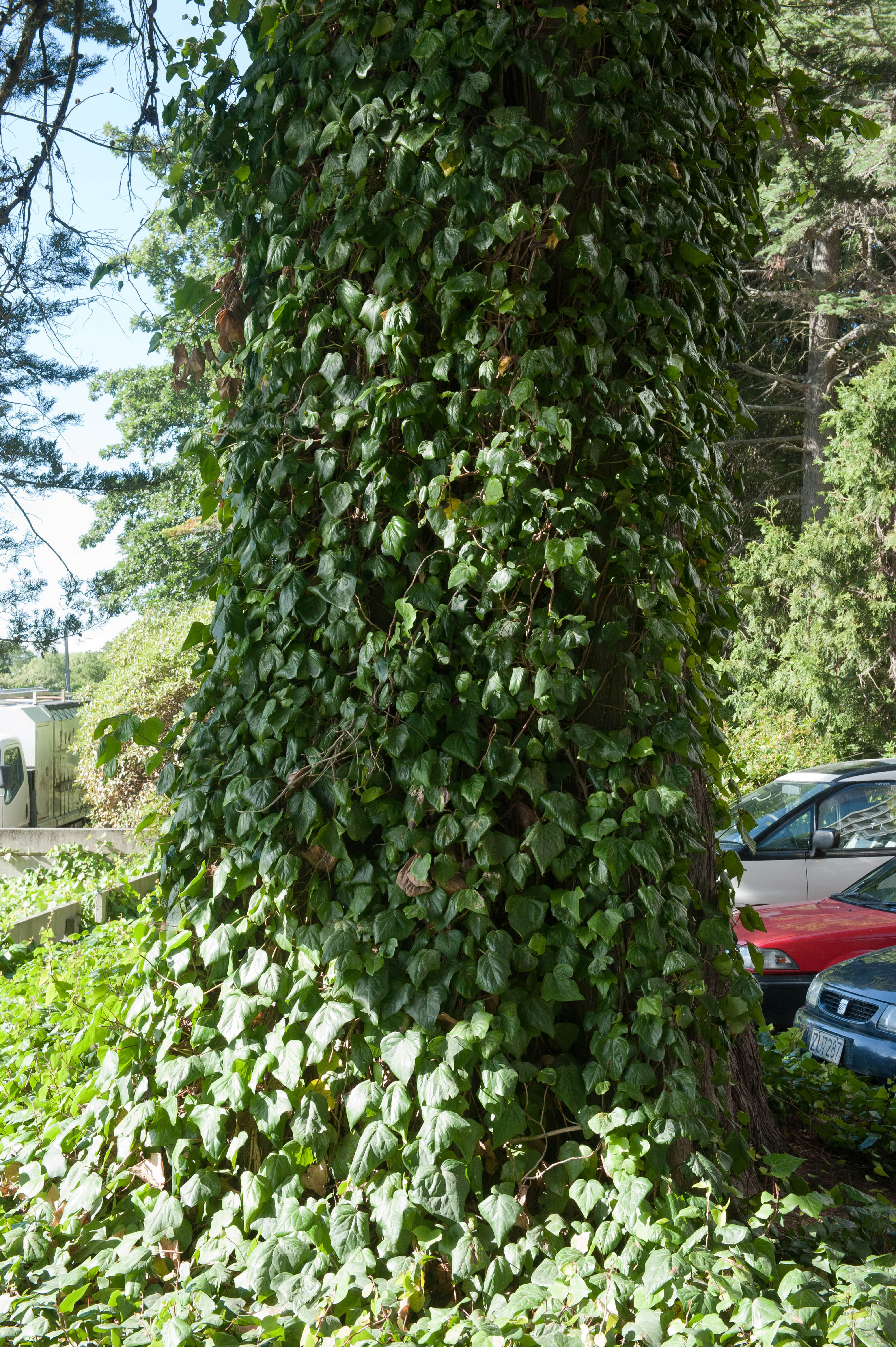 Hilgendorf Redevelopment 67