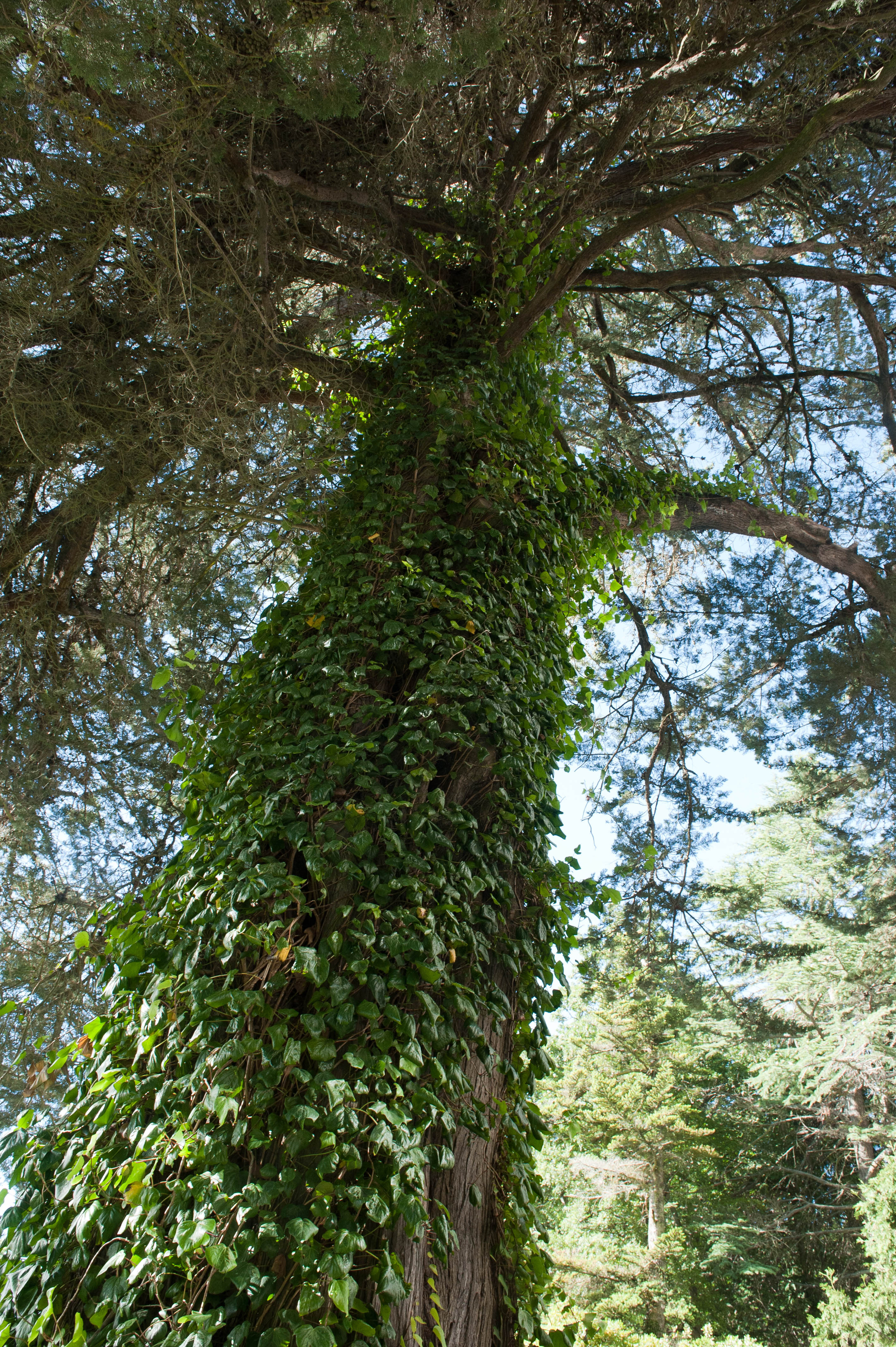 Hilgendorf Redevelopment 68