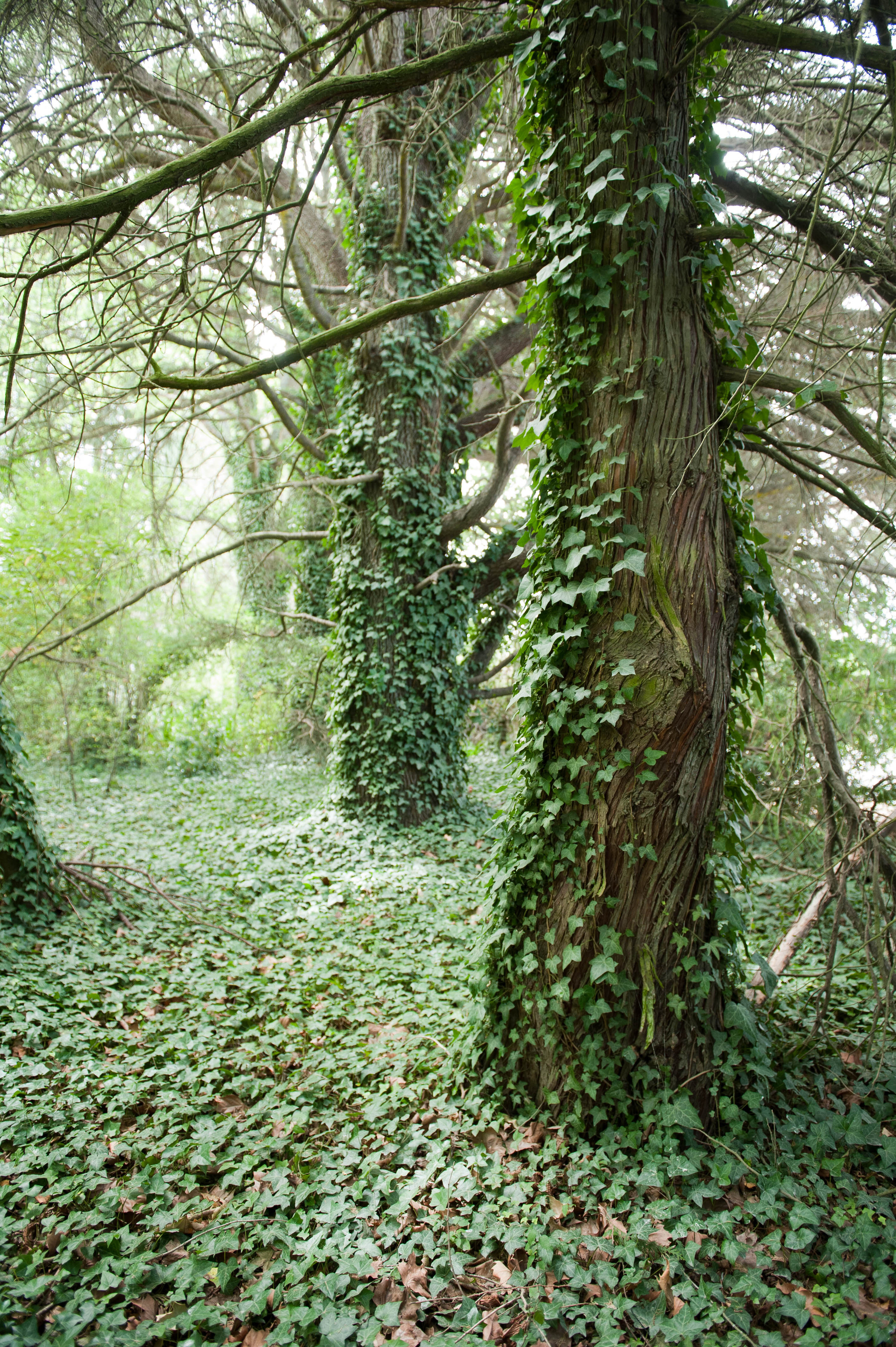 Hilgendorf Redevelopment 78