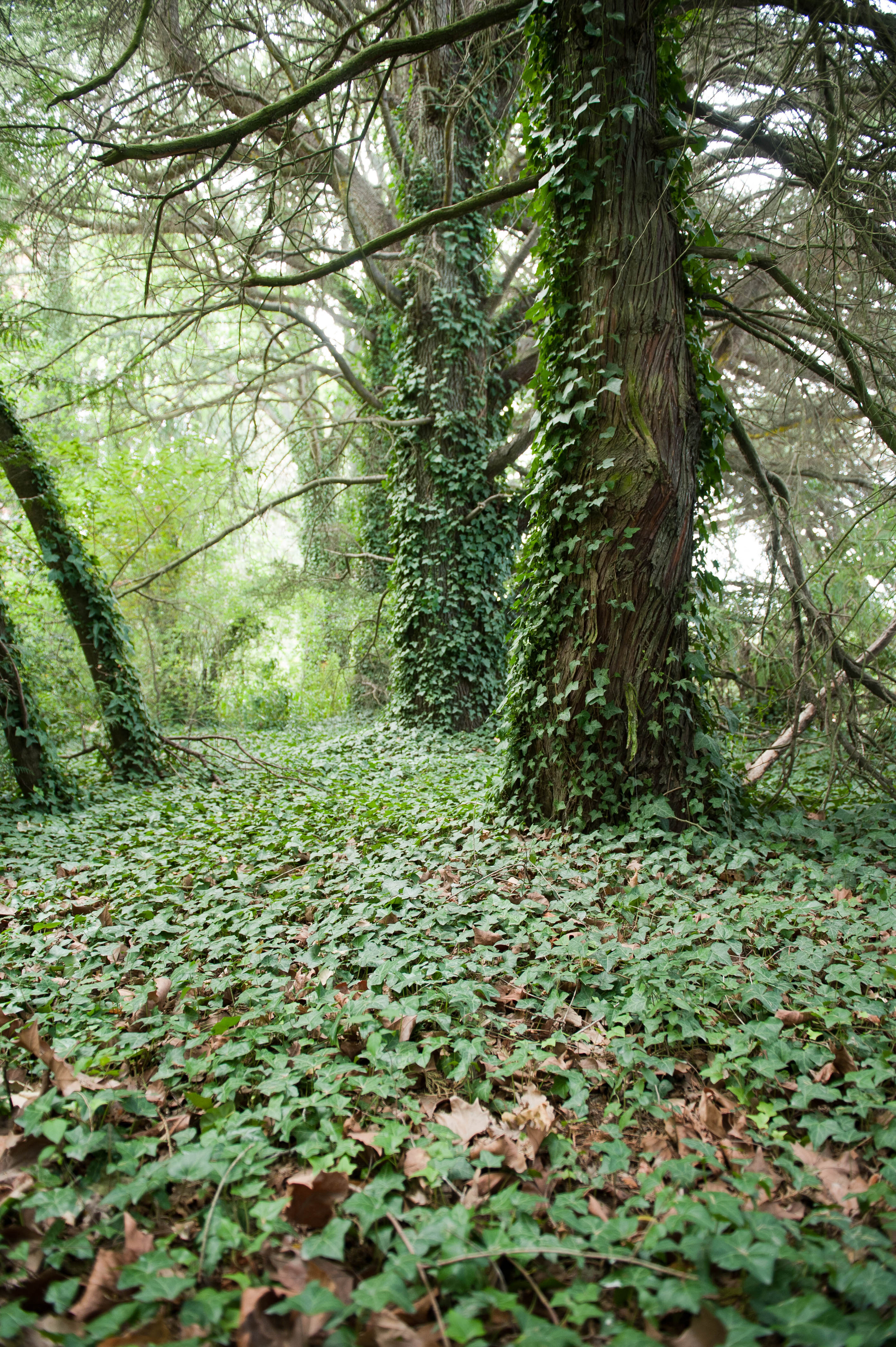 Hilgendorf Redevelopment 79