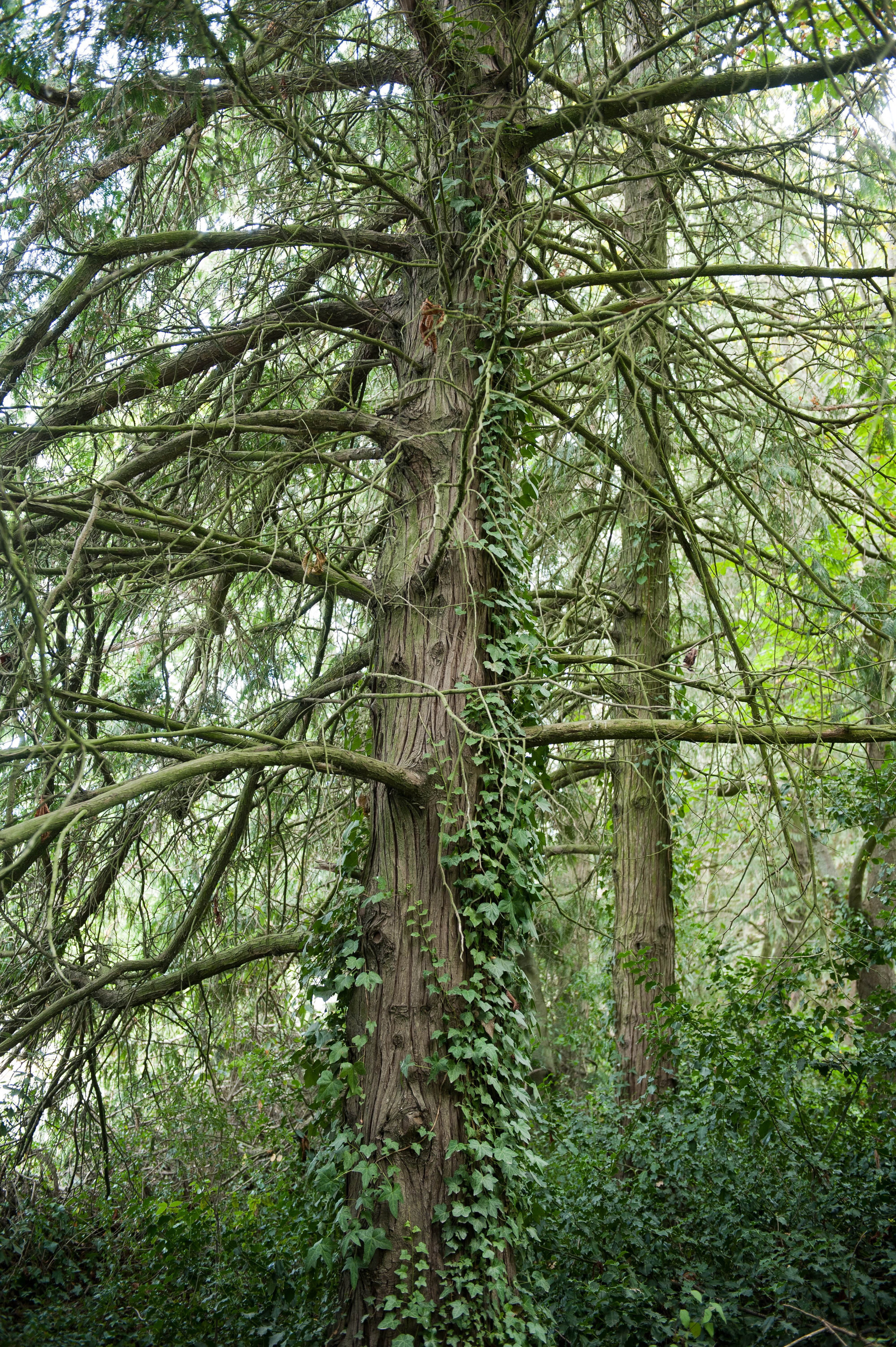 Hilgendorf Redevelopment 81