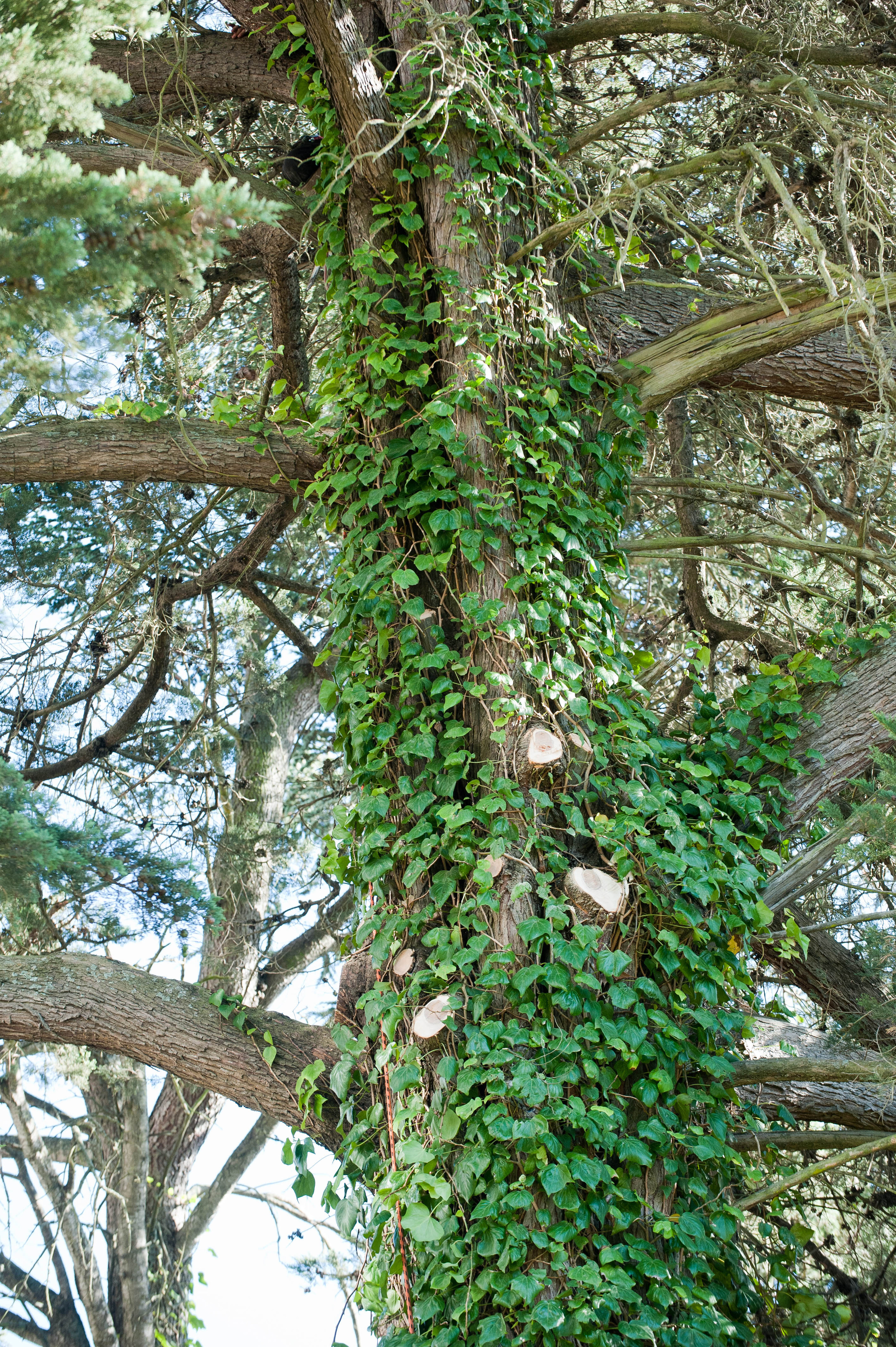 Hilgendorf Redevelopment 83