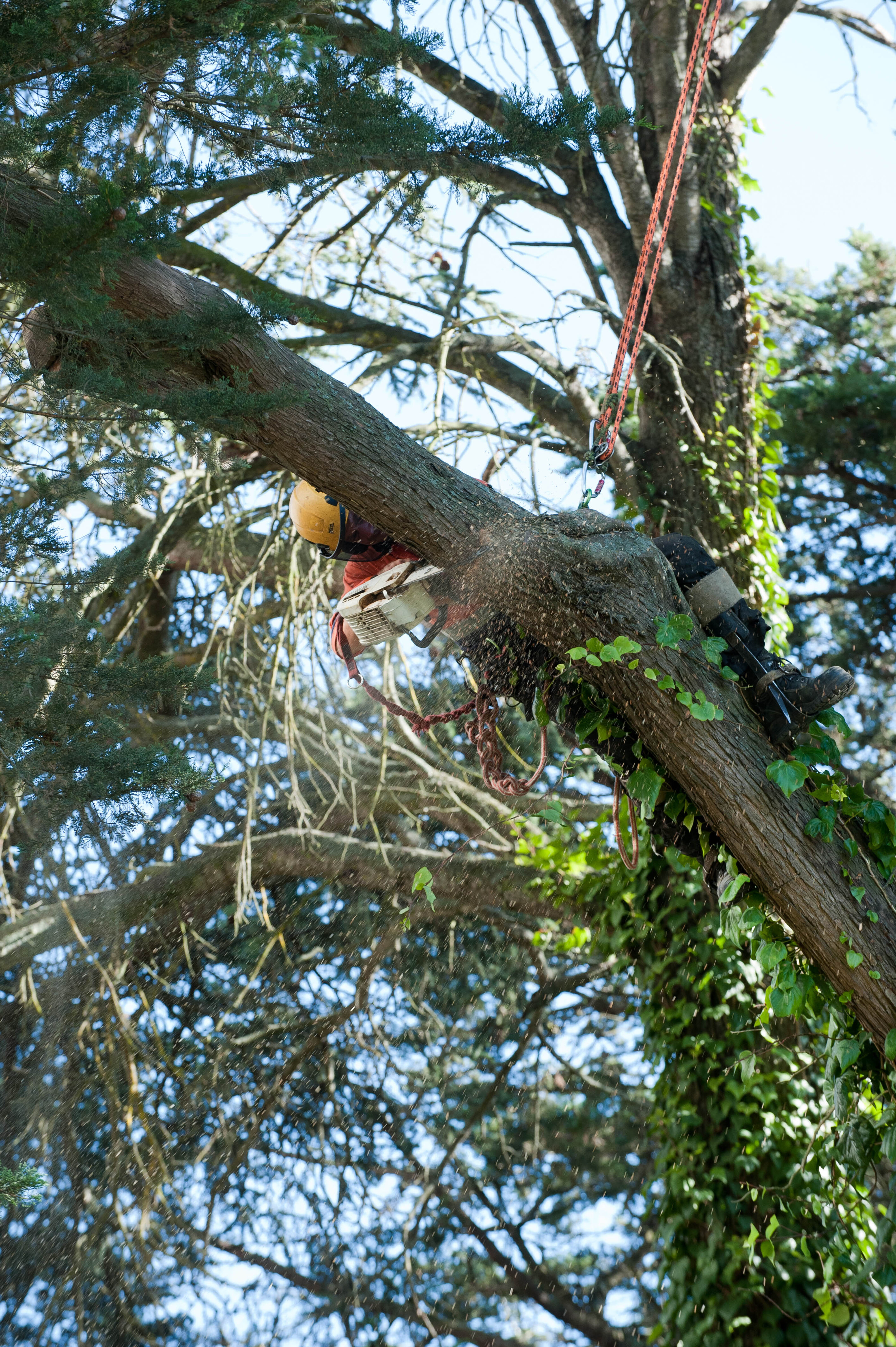 Hilgendorf Redevelopment 85