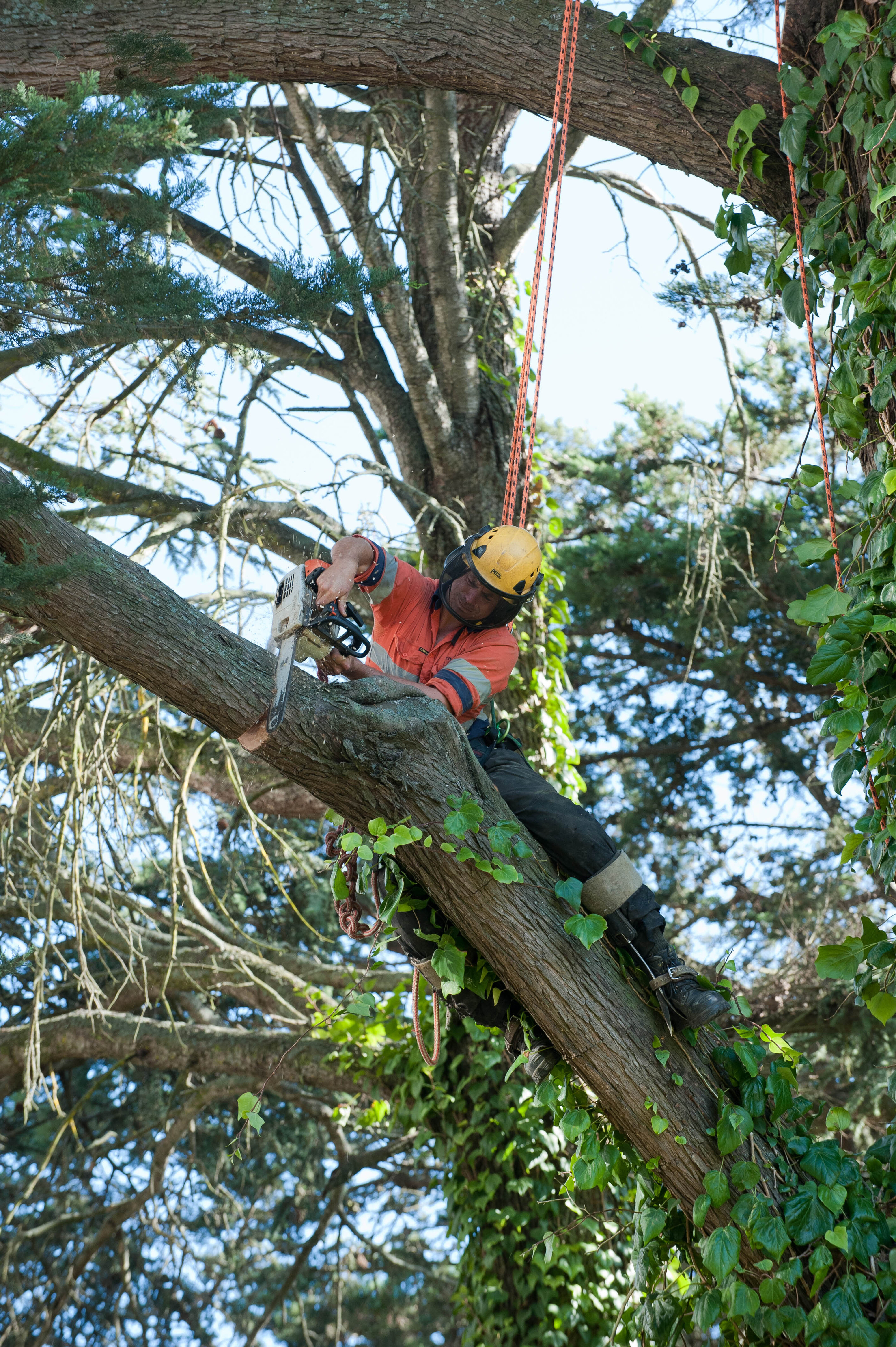 Hilgendorf Redevelopment 88