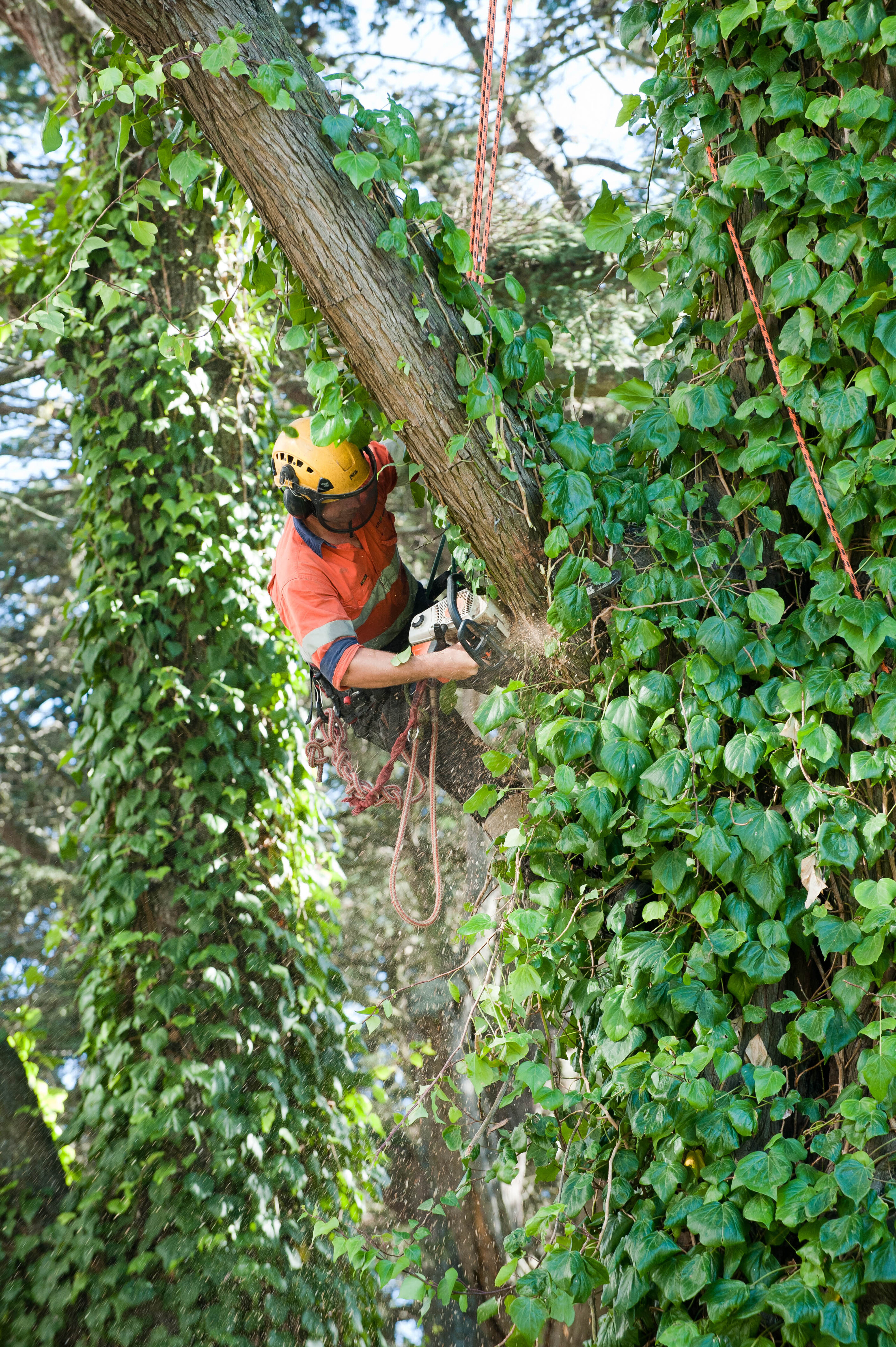 Hilgendorf Redevelopment 92