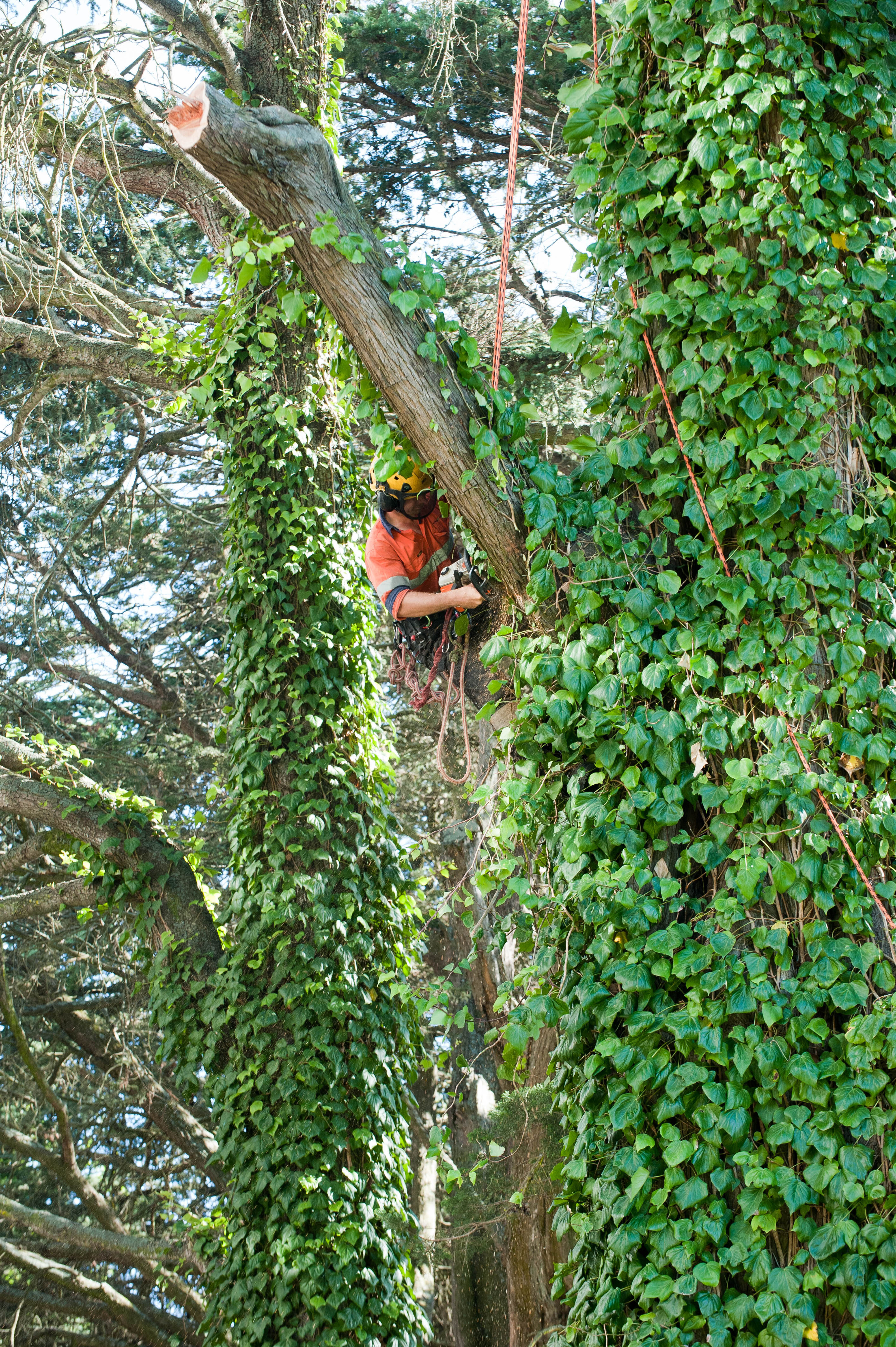 Hilgendorf Redevelopment 93