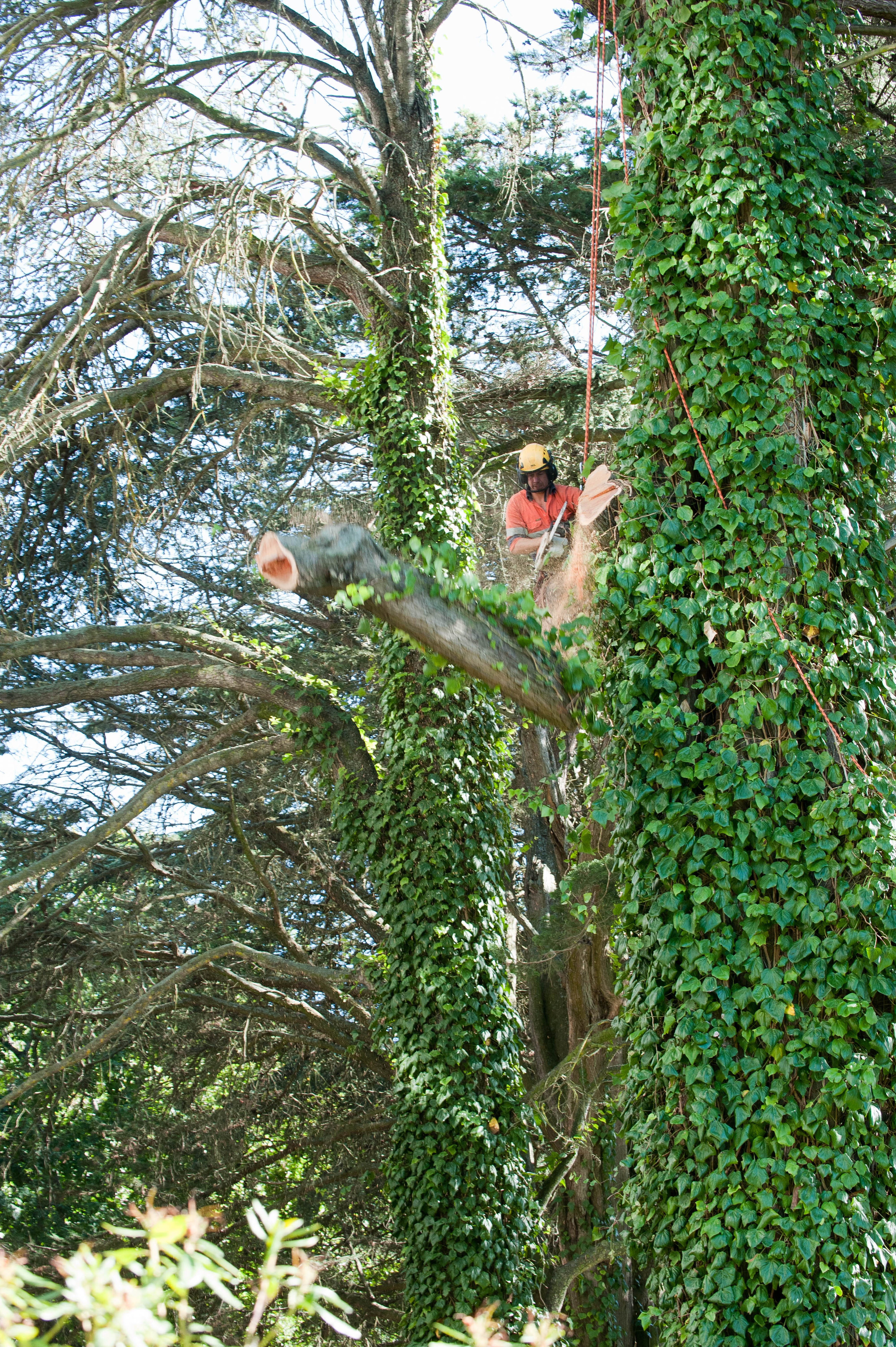 Hilgendorf Redevelopment 95