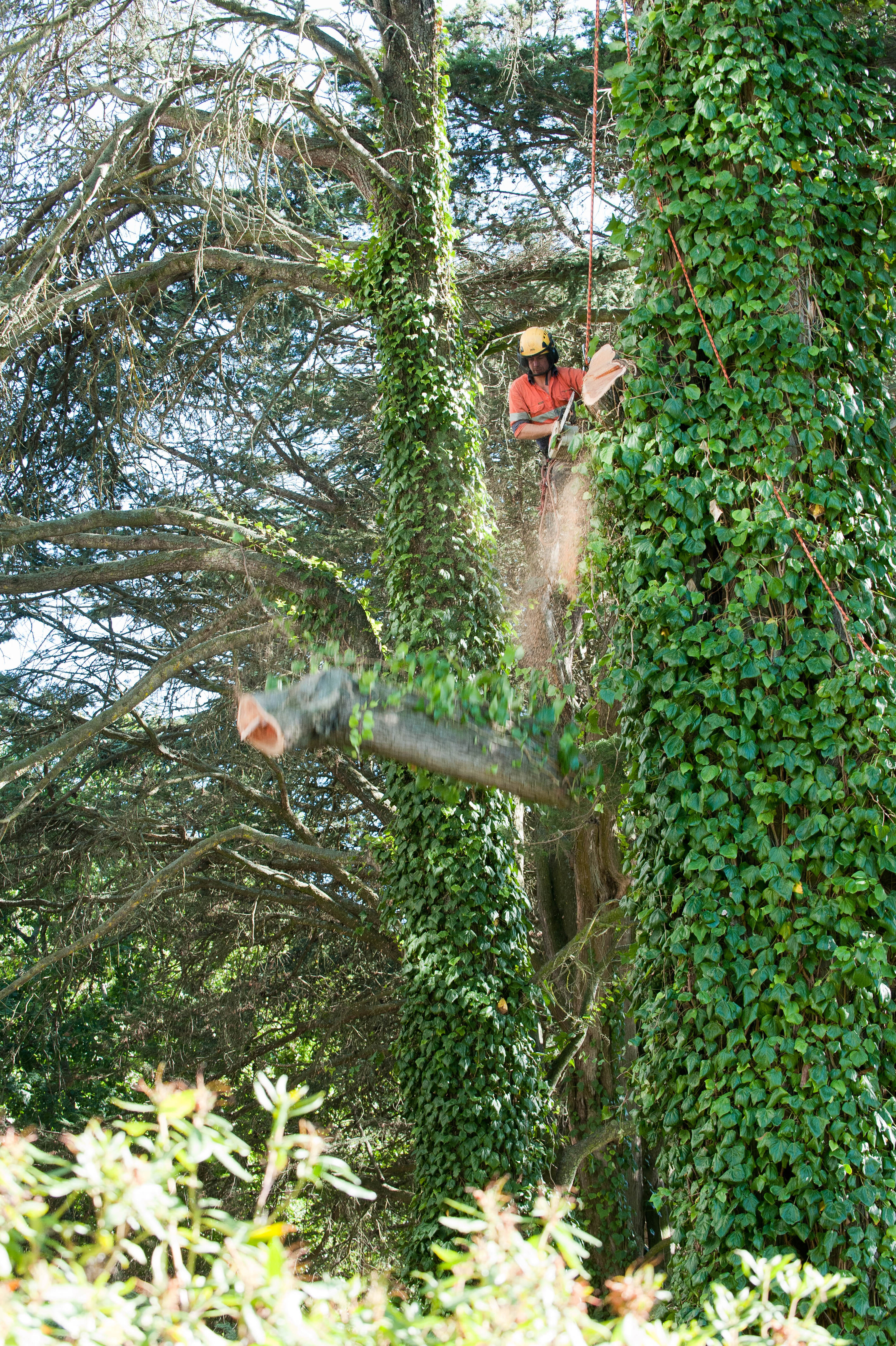 Hilgendorf Redevelopment 96