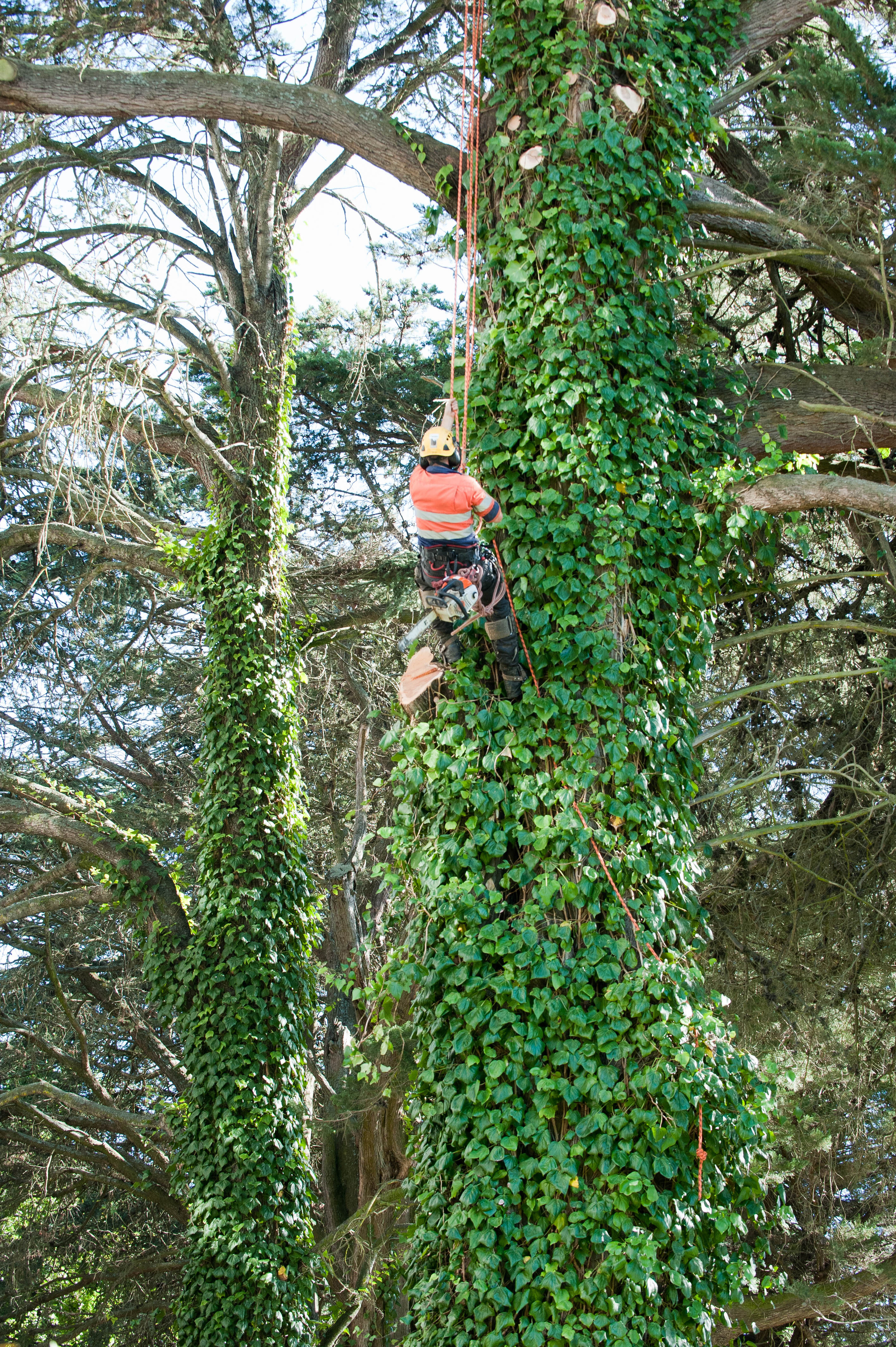 Hilgendorf Redevelopment 98