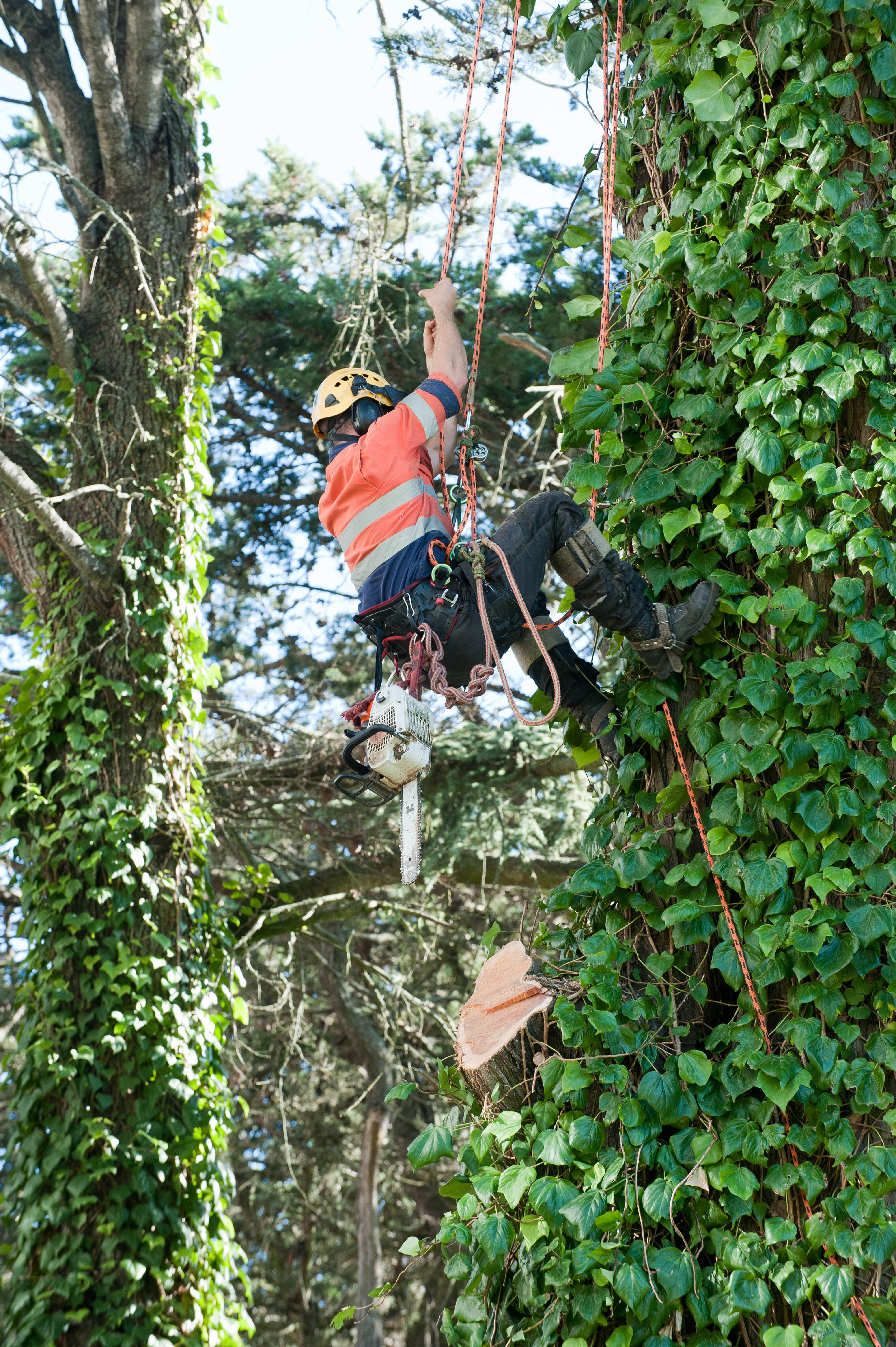 Hilgendorf Redevelopment 99