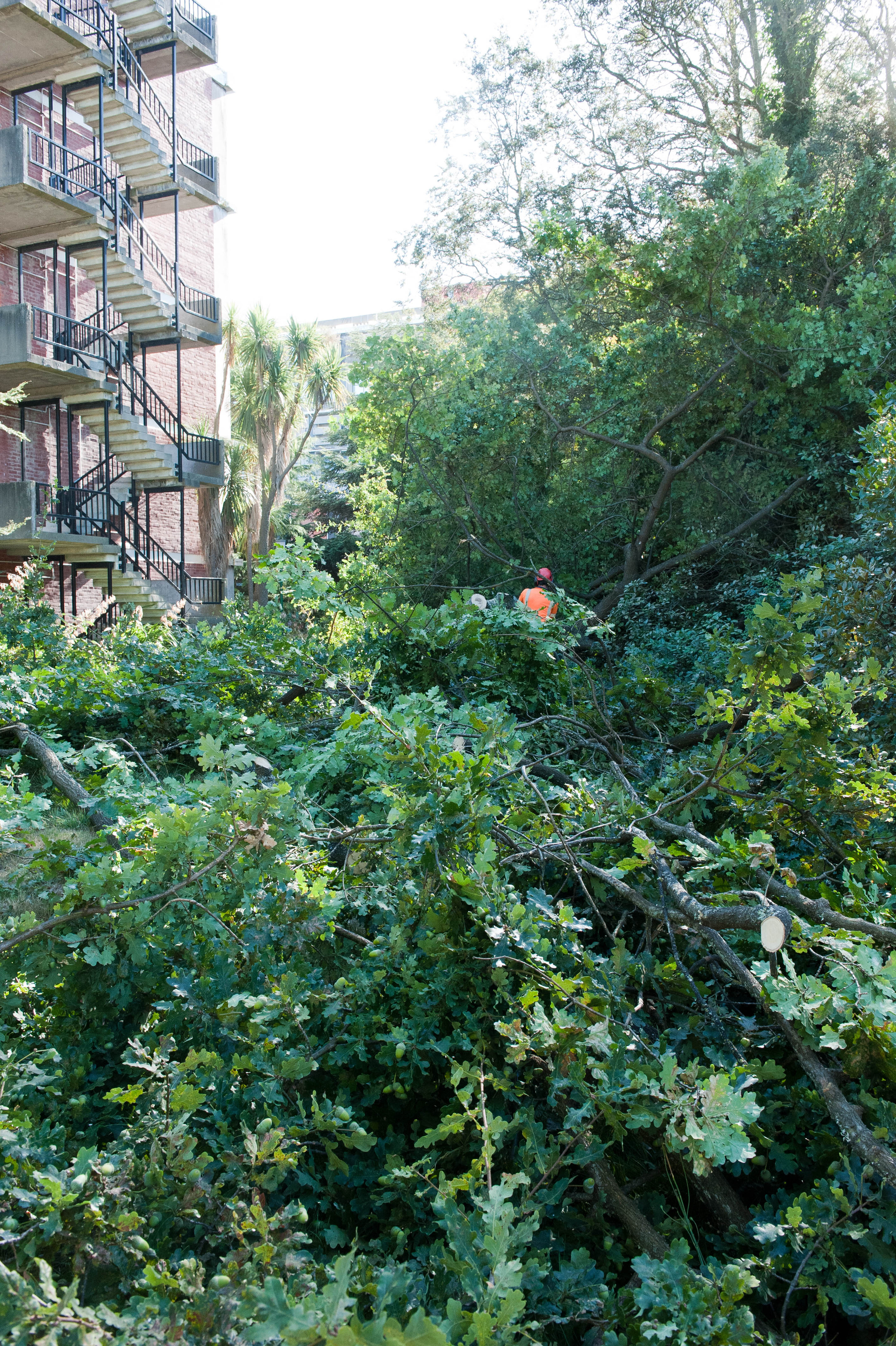Hilgendorf Redevelopment 104