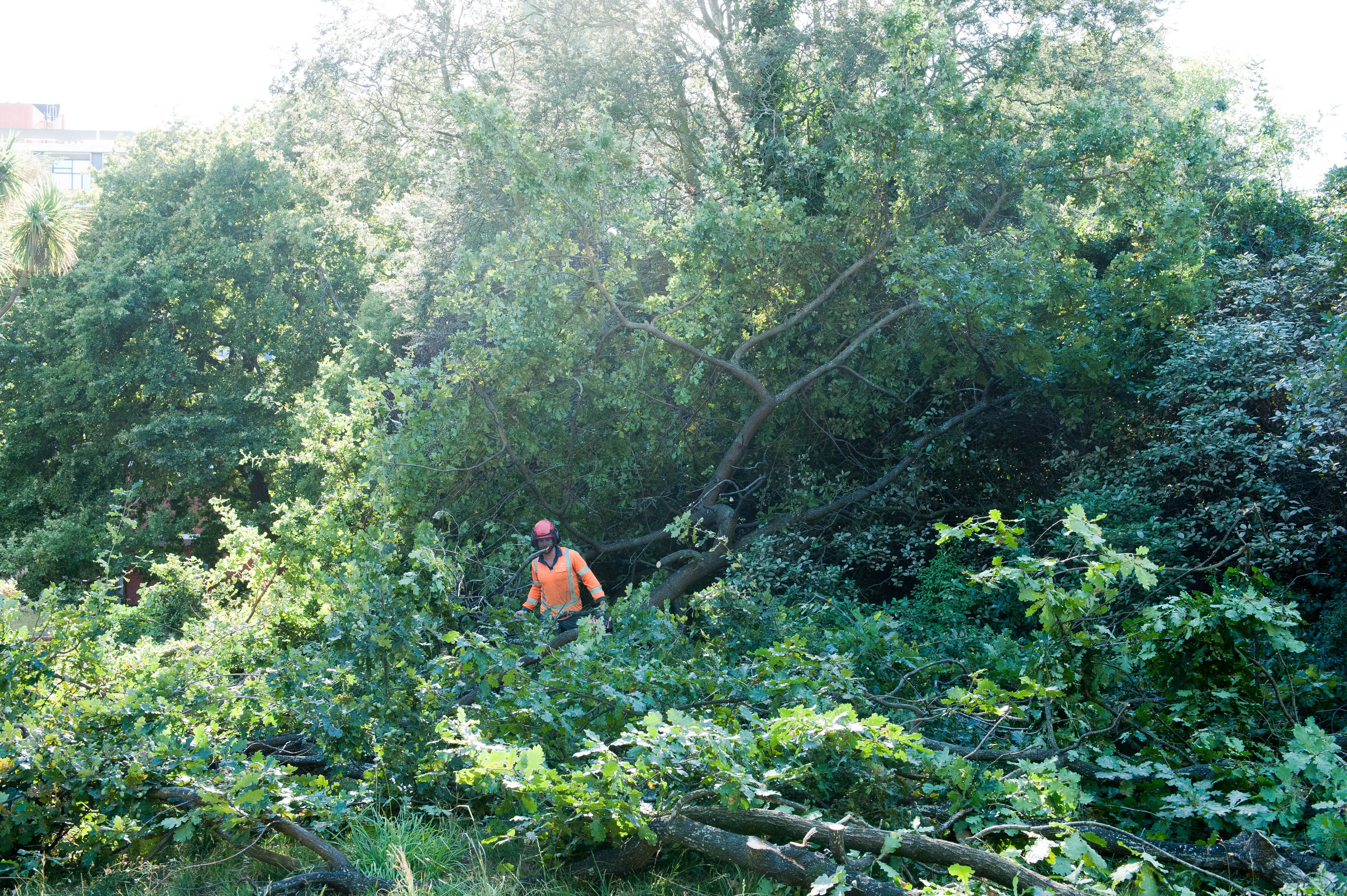 Hilgendorf Redevelopment 106