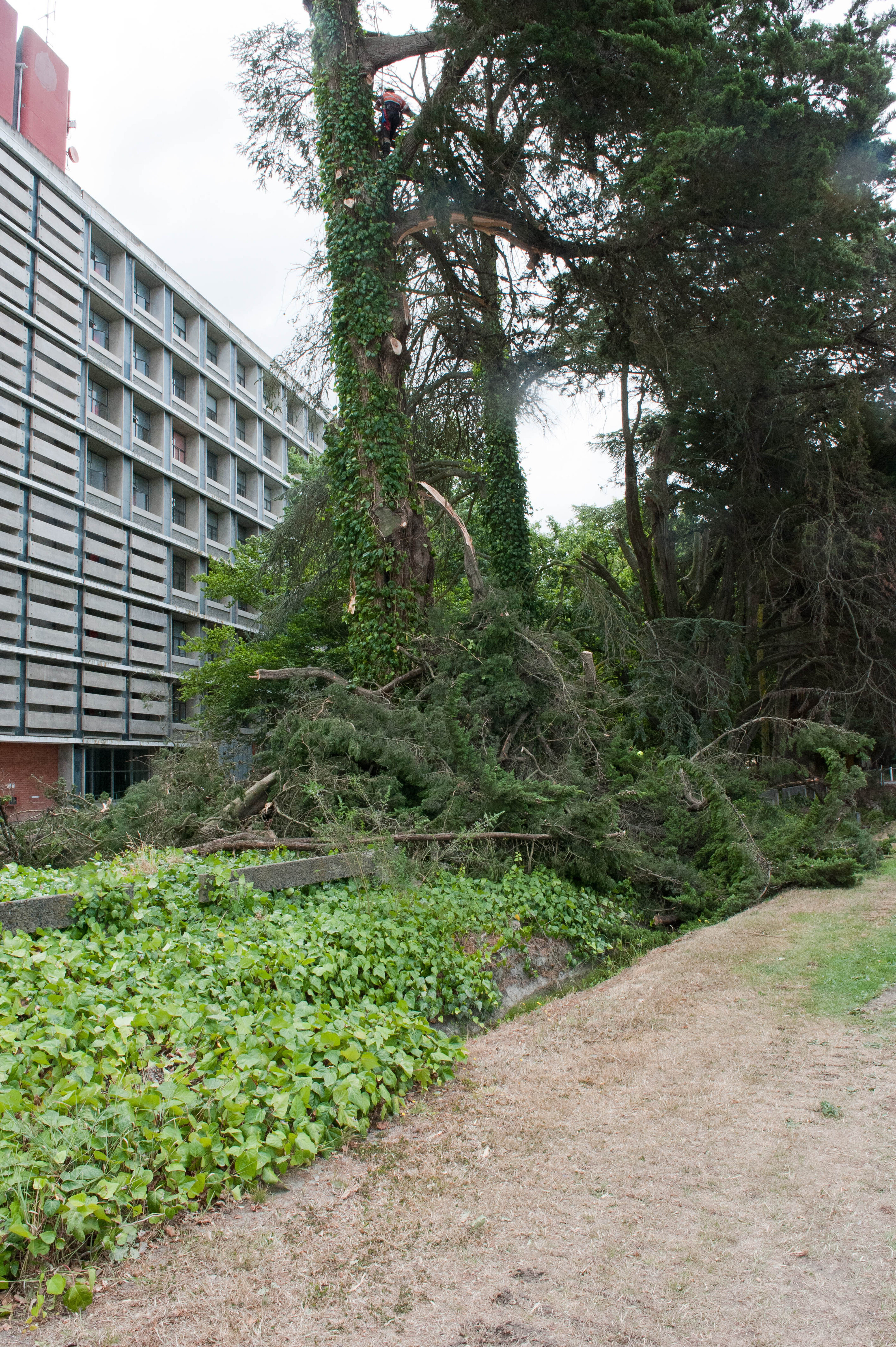 Hilgendorf Redevelopment 113